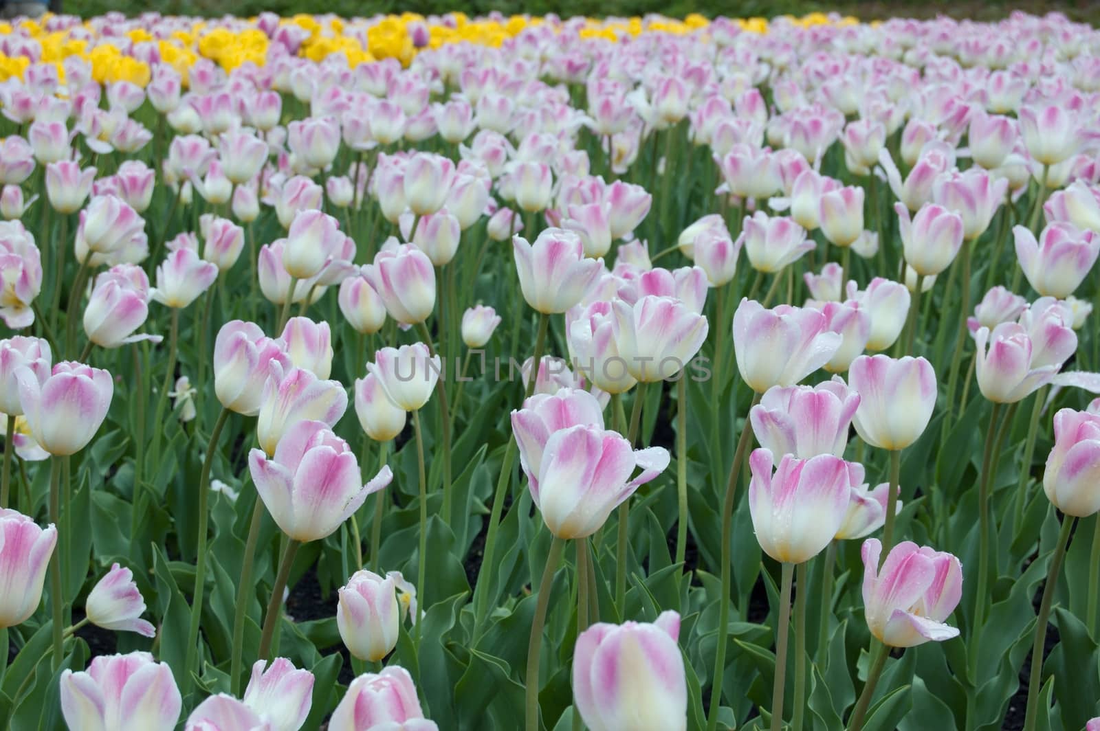 close up of pink and white tulips on flowerbed. Sweety