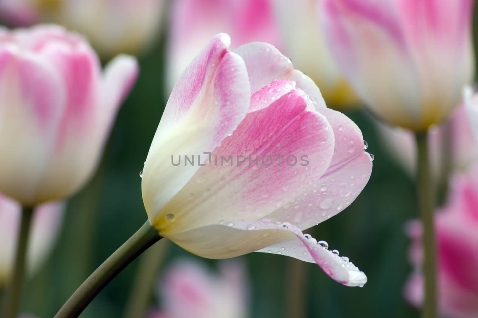 Sweety tulip by PavelS