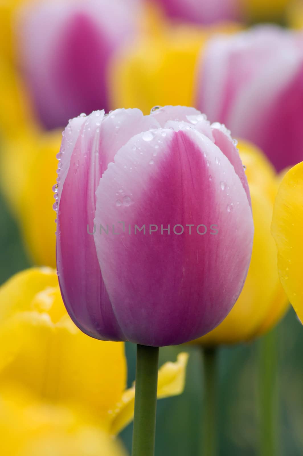 close up of pink and white tulip on flowerbed. Menton