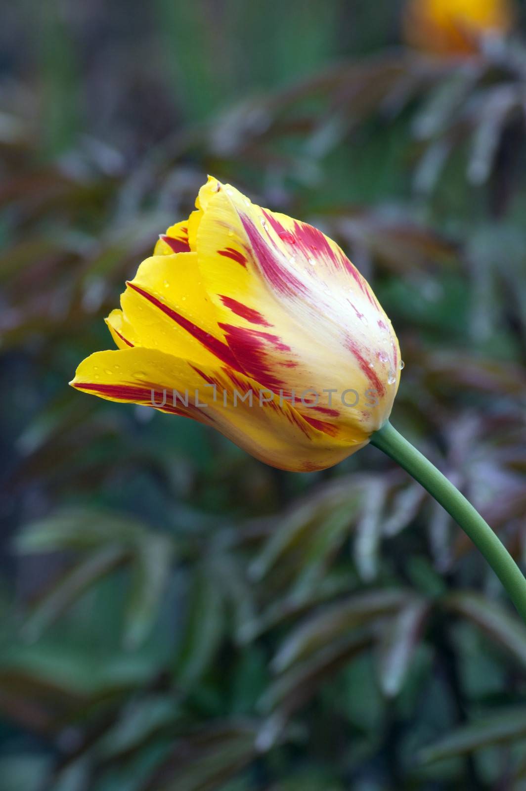 close up of yellow tulip on flowerbed