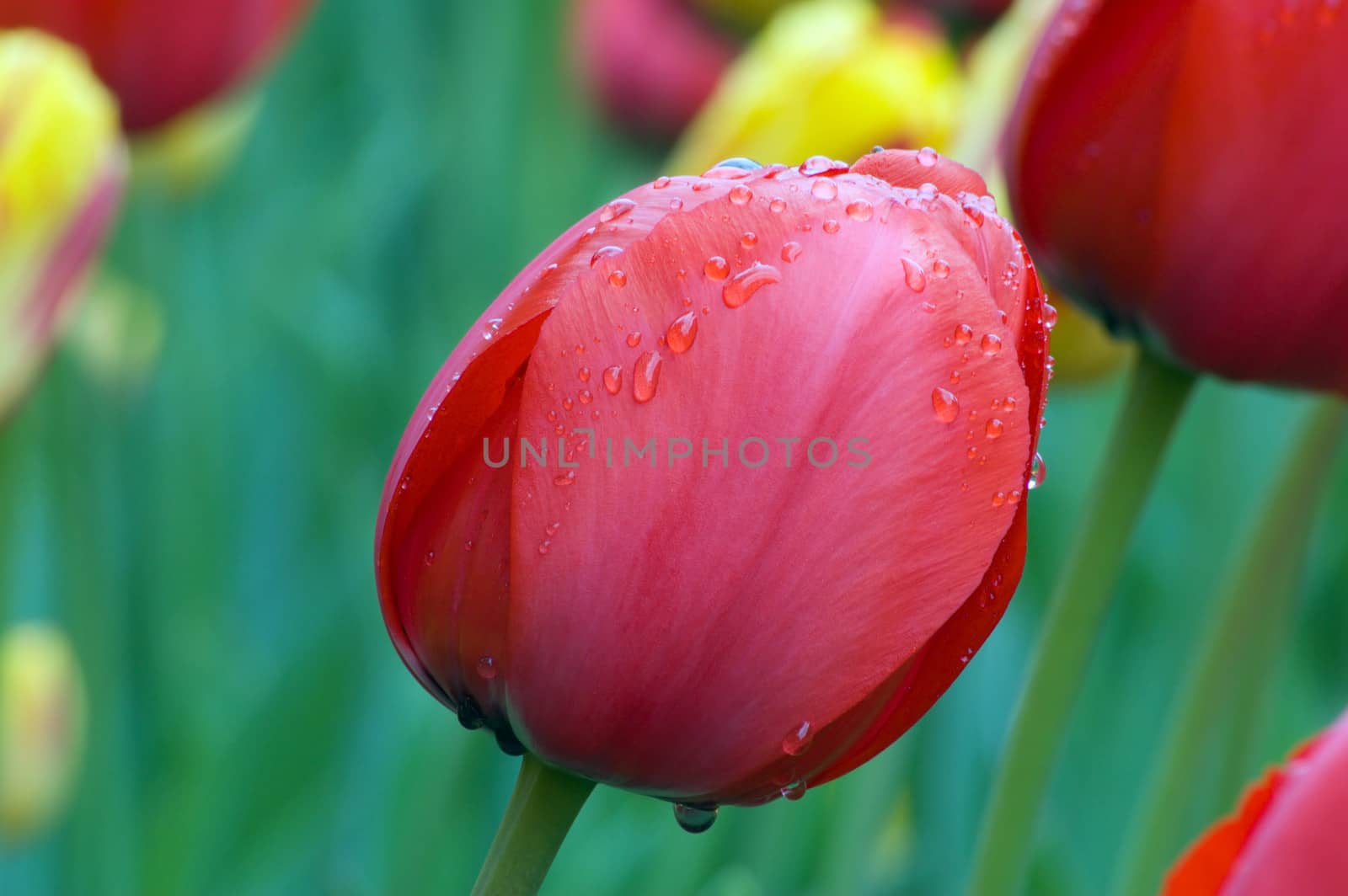 close up of pink and white tulip on flowerbed. Gordon Cooper