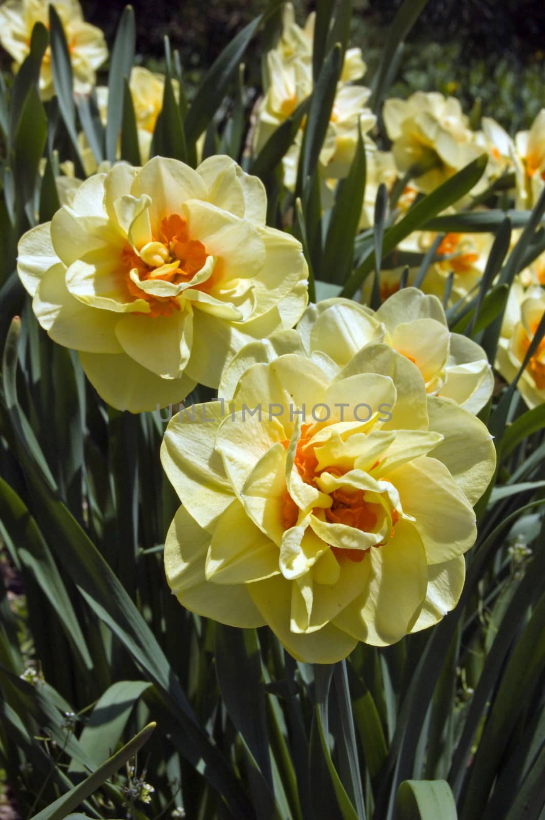 Close up of white and yellow narcissus