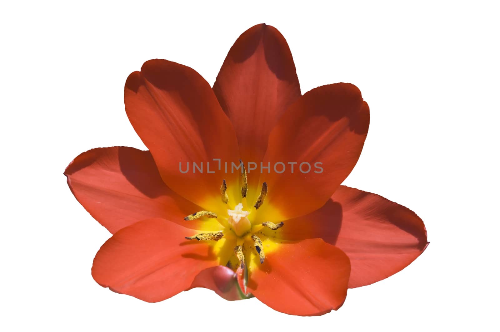 close up of pink tulip on blur dark background