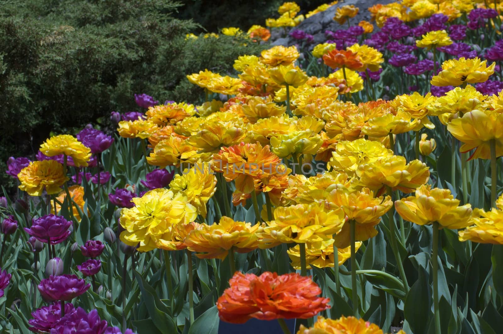 close up of raspberry pink and yellow tulips on dark green background