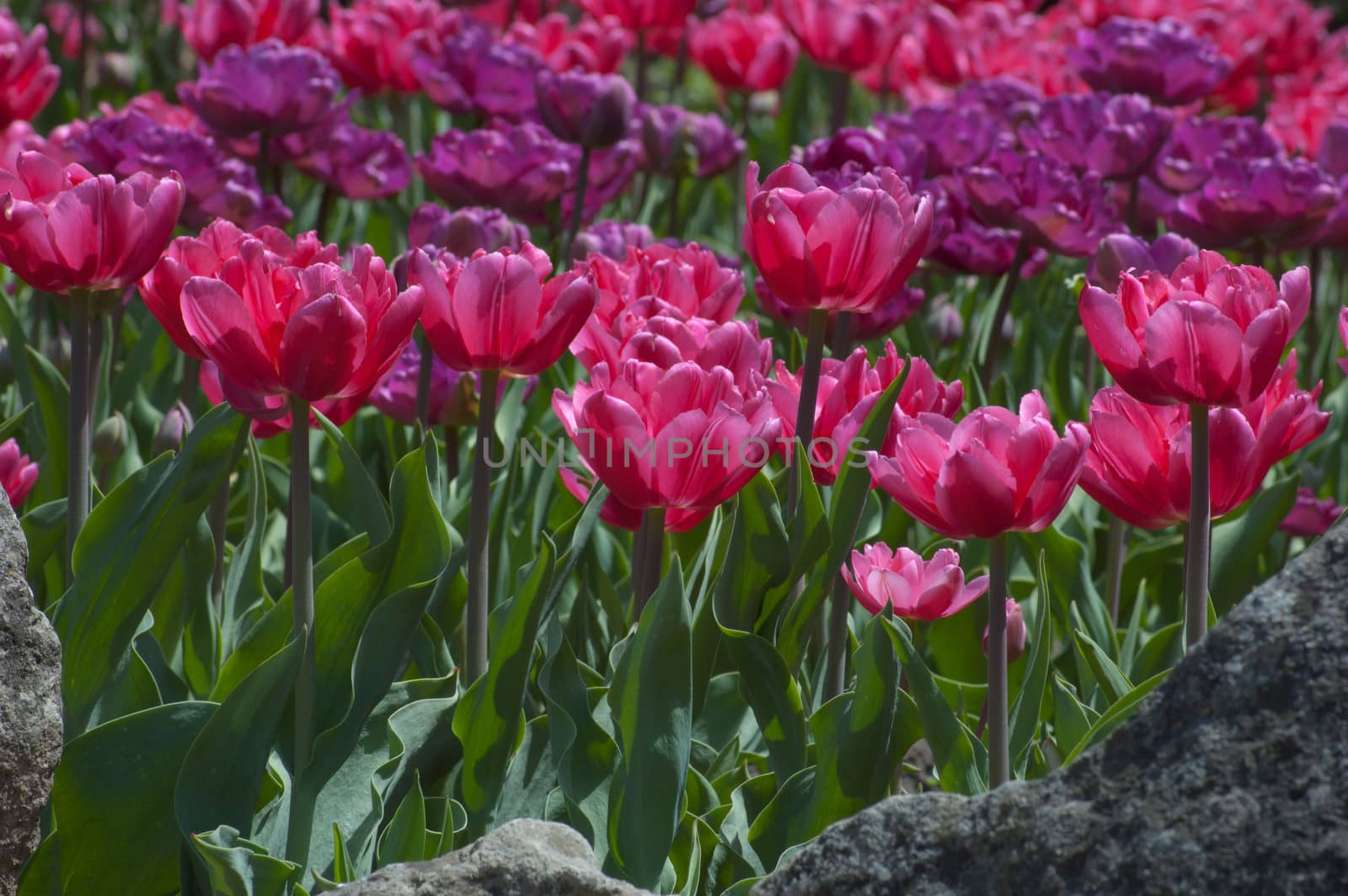 close up of pink and white tulip on flowerbed.