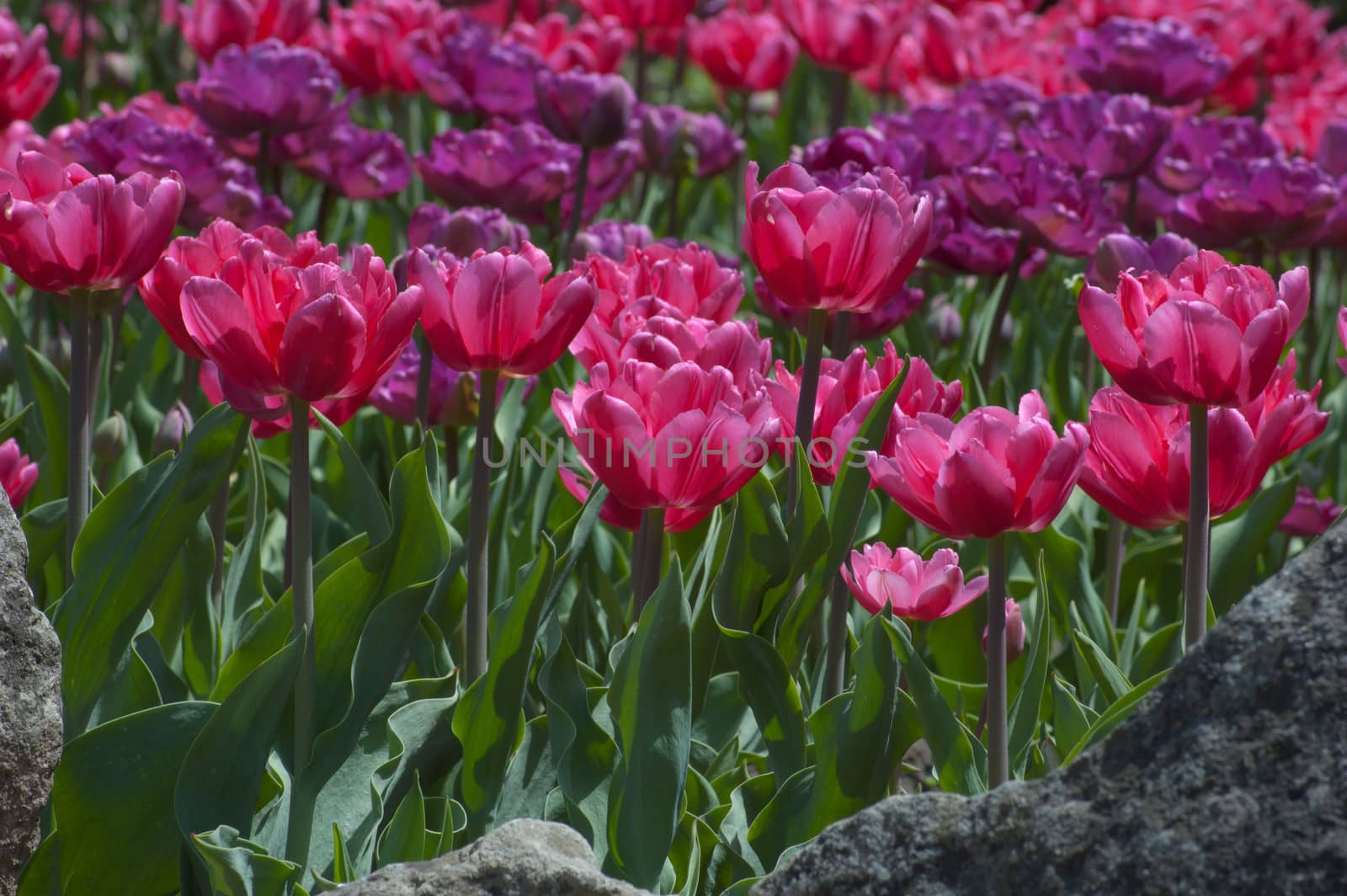 Menton tulip by PavelS