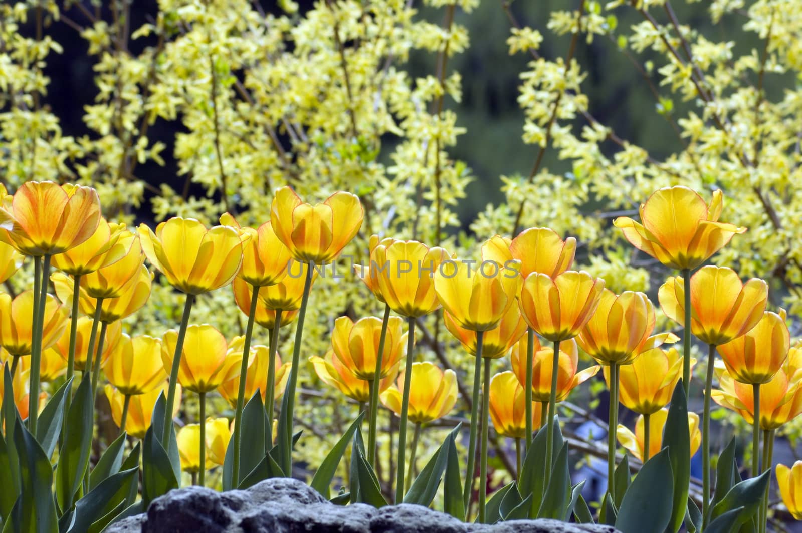 yellow tulips by PavelS