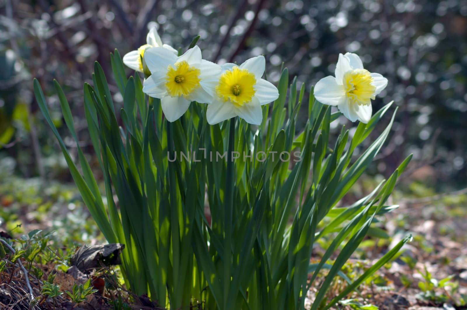 Close up of white and yellow narcissus
