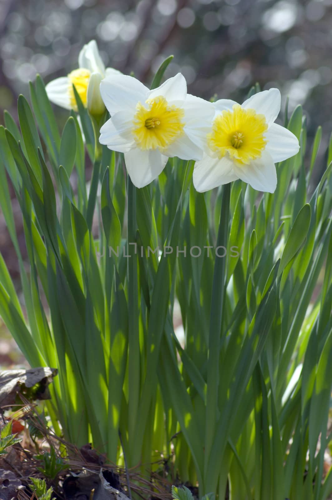 Close up of white and yellow narcissus