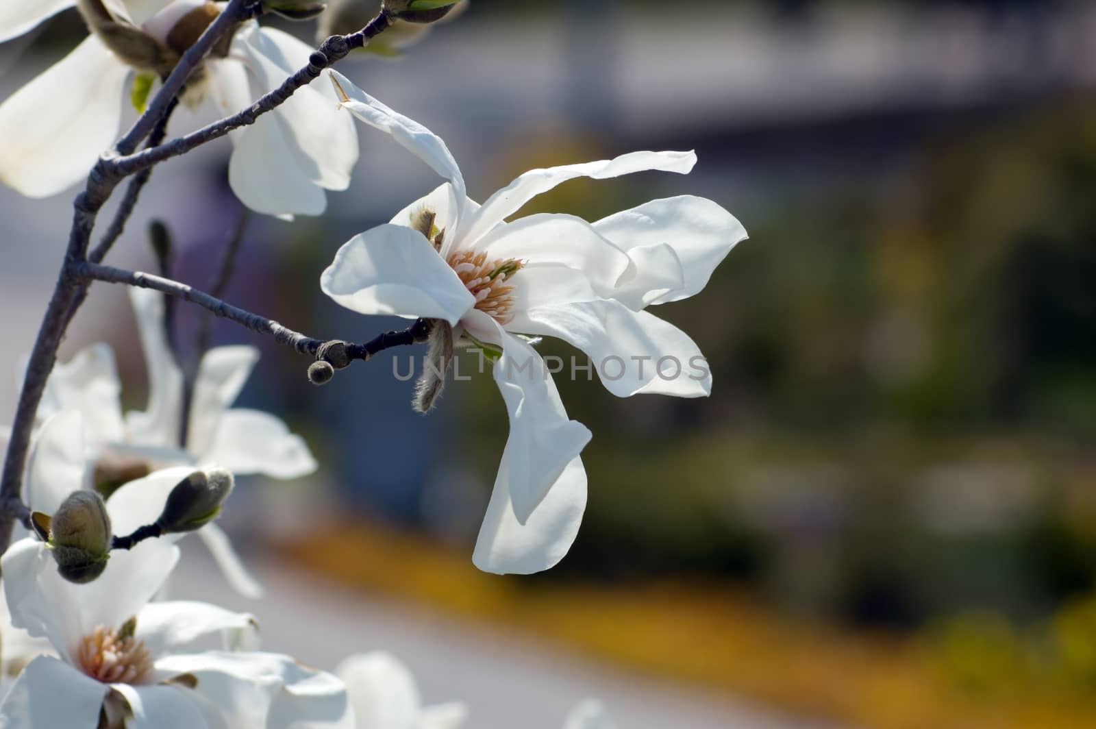 Magnolia flowers at sunset on blur background