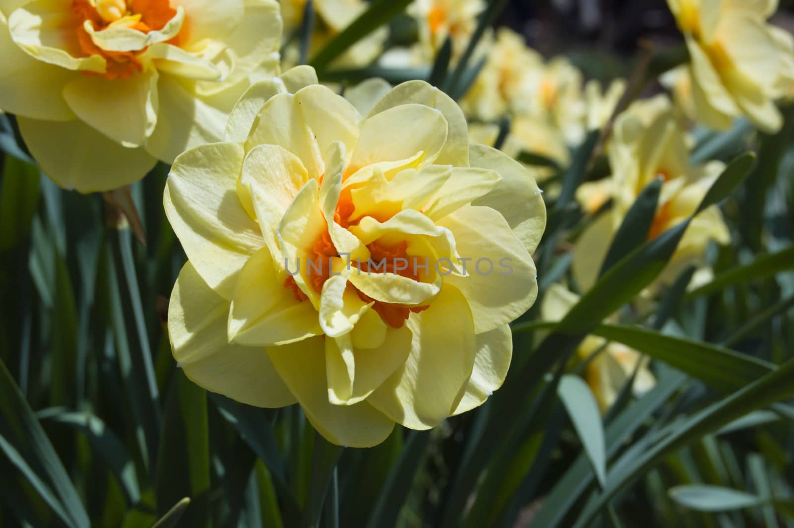 Close up of two yellow narcissus