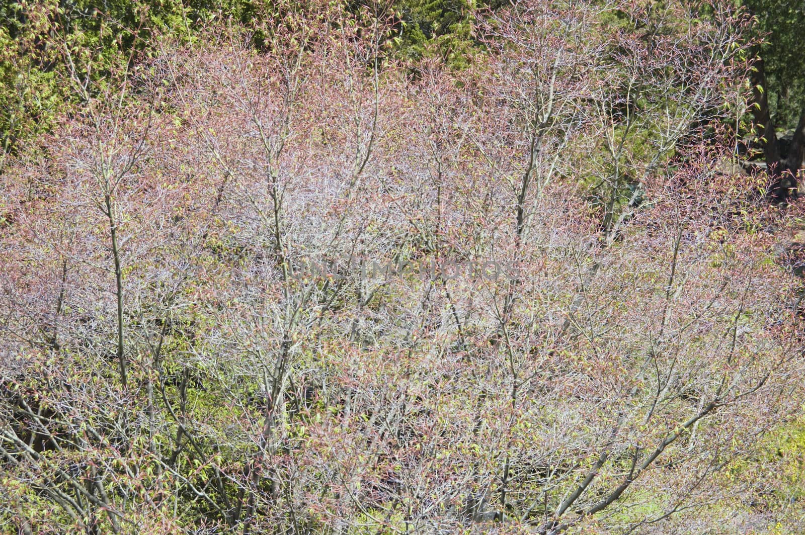Bushes with beautiful pink flower in spring time