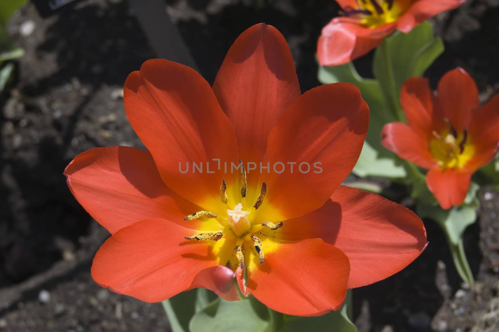 pink tulip by PavelS