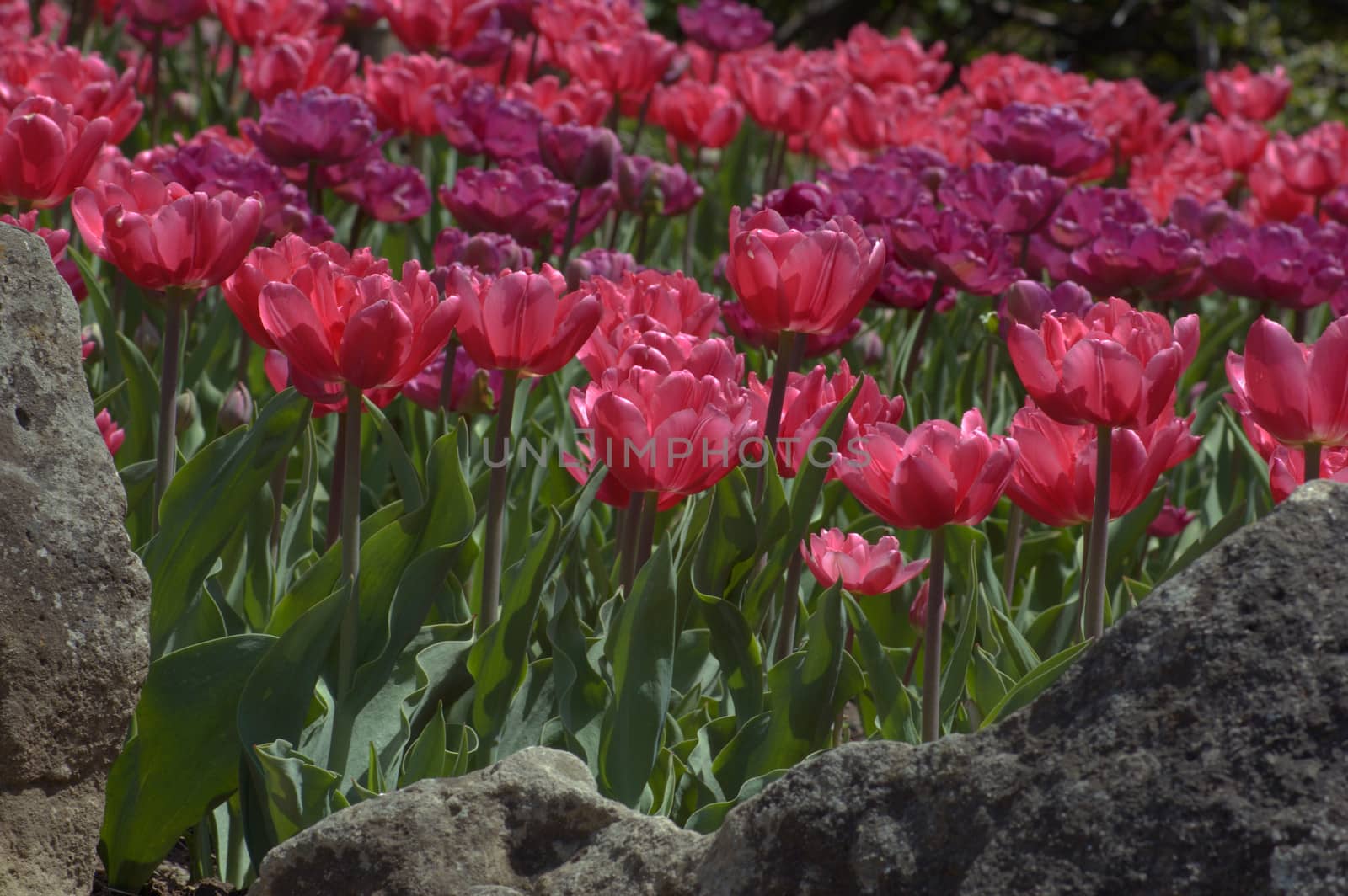 close up of raspberry pink tulips on dark green background