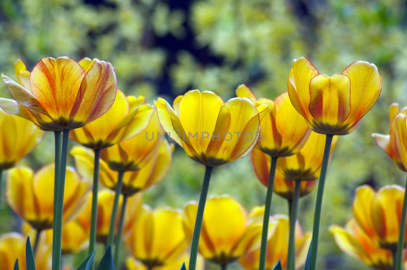 yellow tulips by PavelS