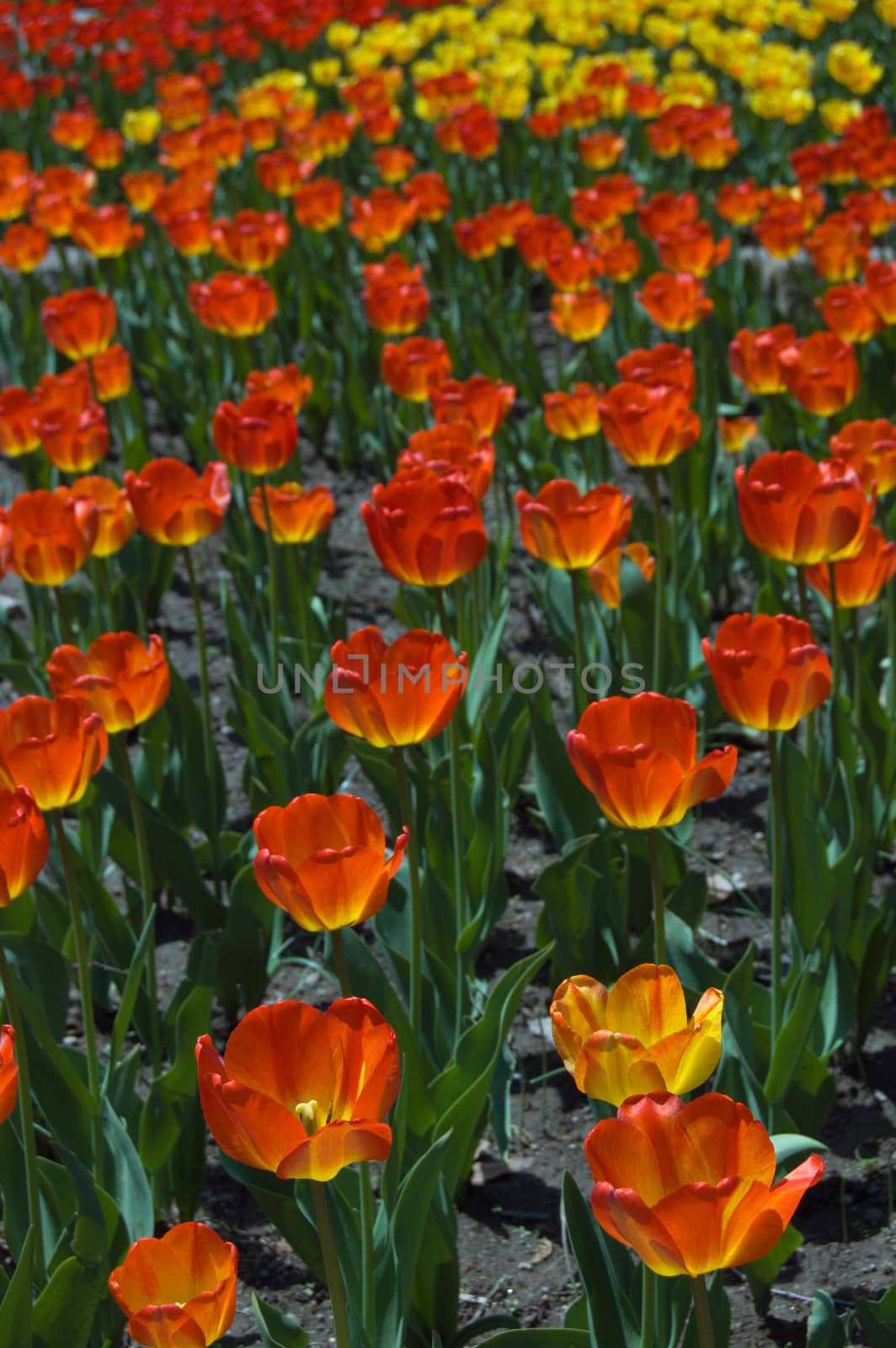 yellow, red and orange tulips in sunlit 
