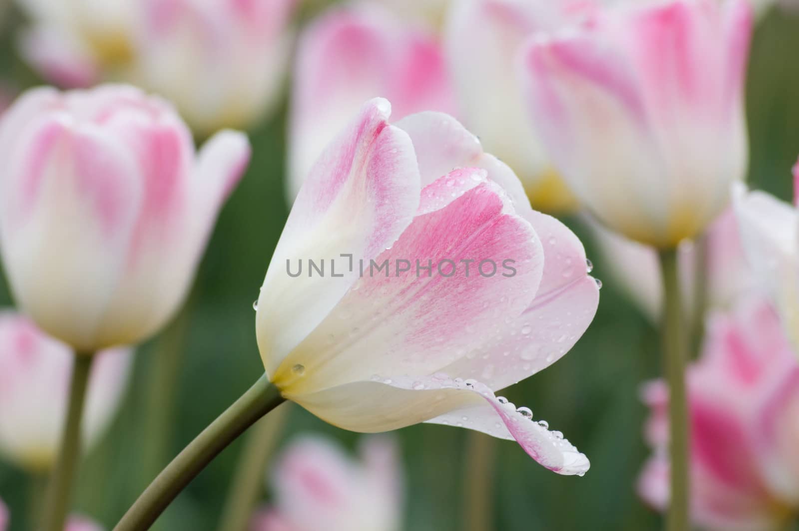 close up of pink and white tulip on flowerbed. Sweety