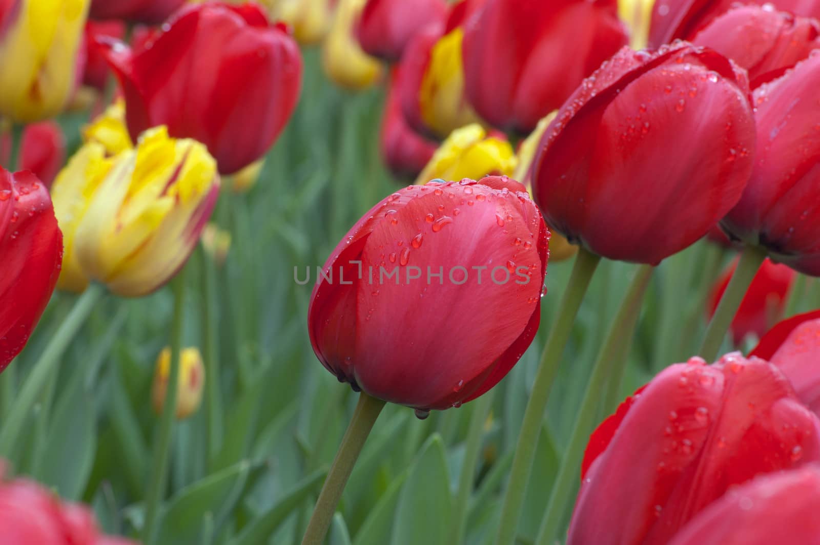 close up of pink and yellow tulip on flowerbed