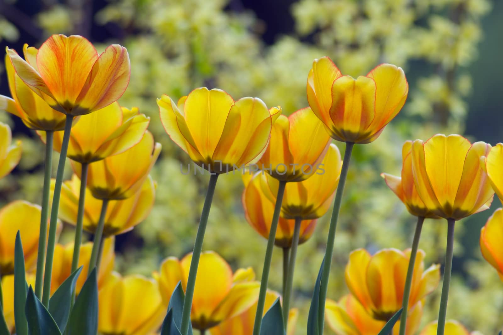 close up of yellow tulips on sunlit background