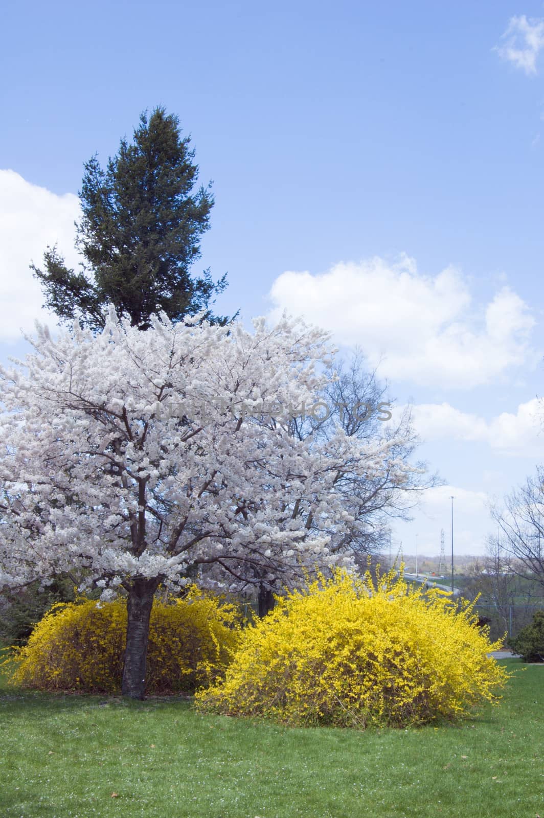 Blossoms on crabapple tree in park