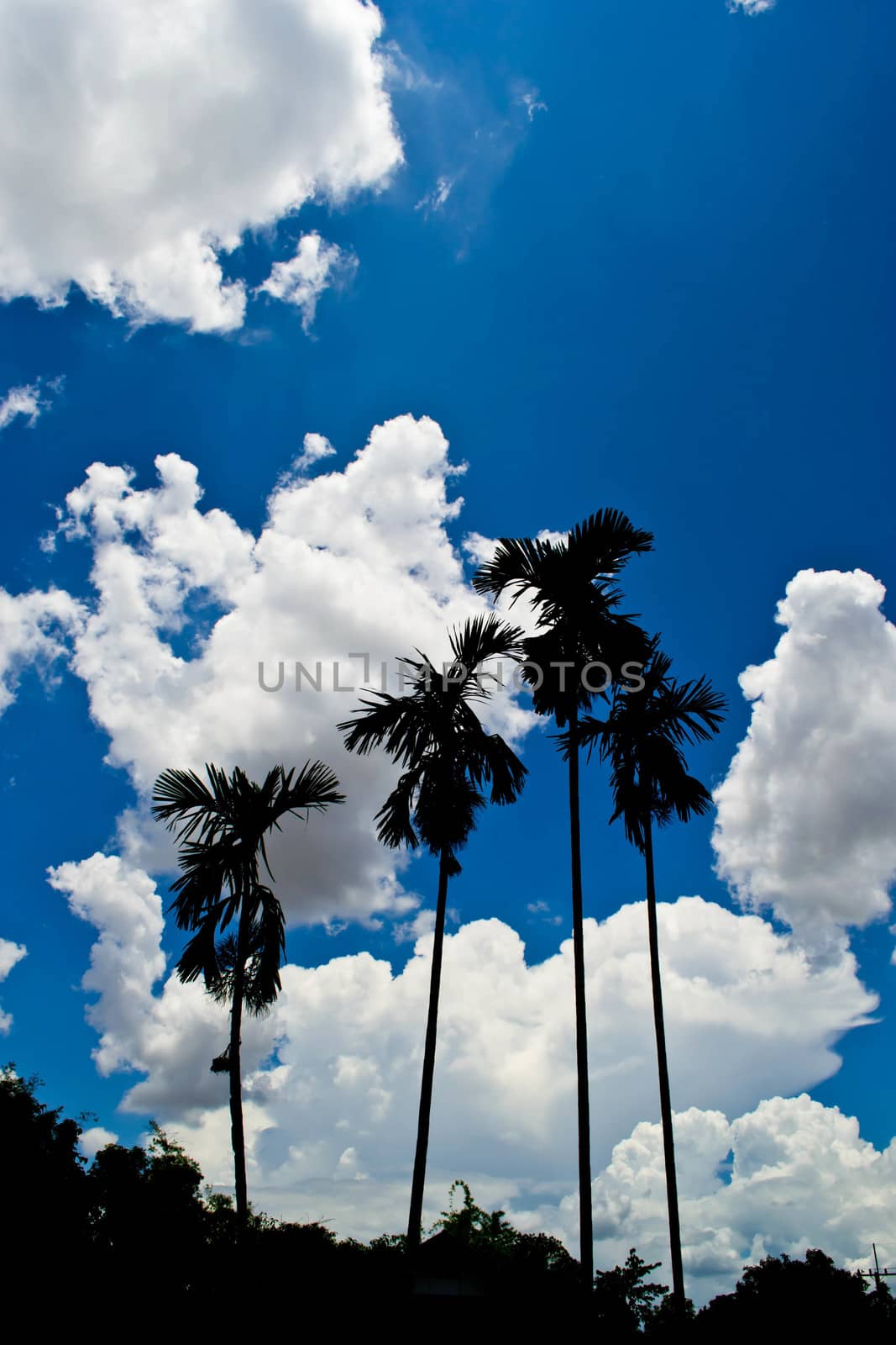 Palm tree silhouette on the horizon