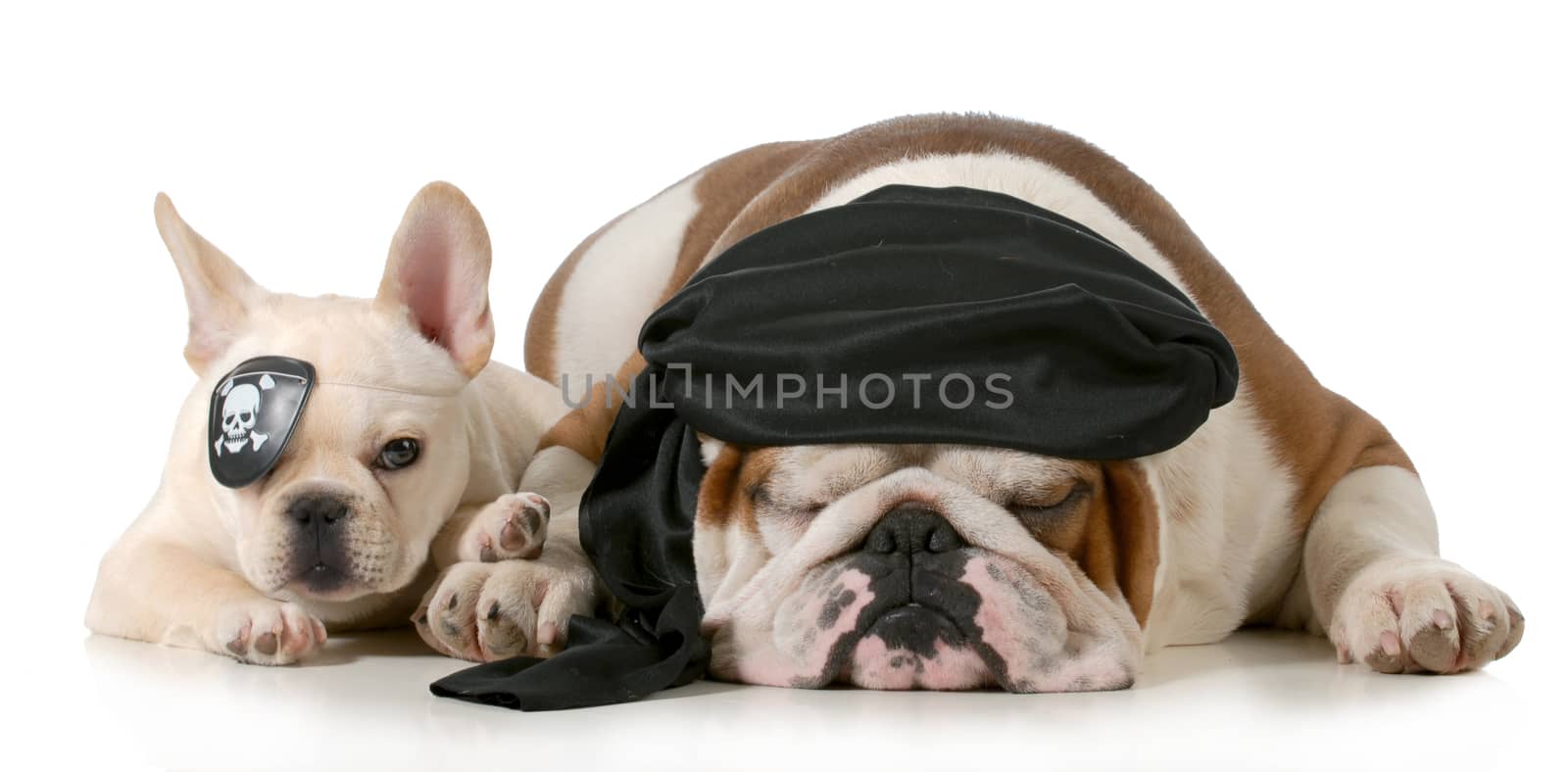 dog pirates - french and english bulldog dressed up like pirates isolated on white background