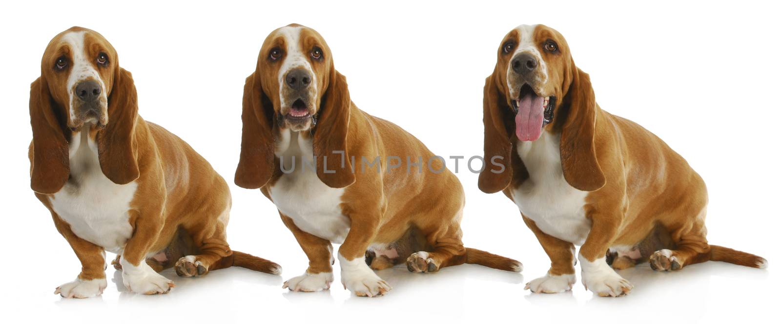 basset hound with three different expressions isolated on white background