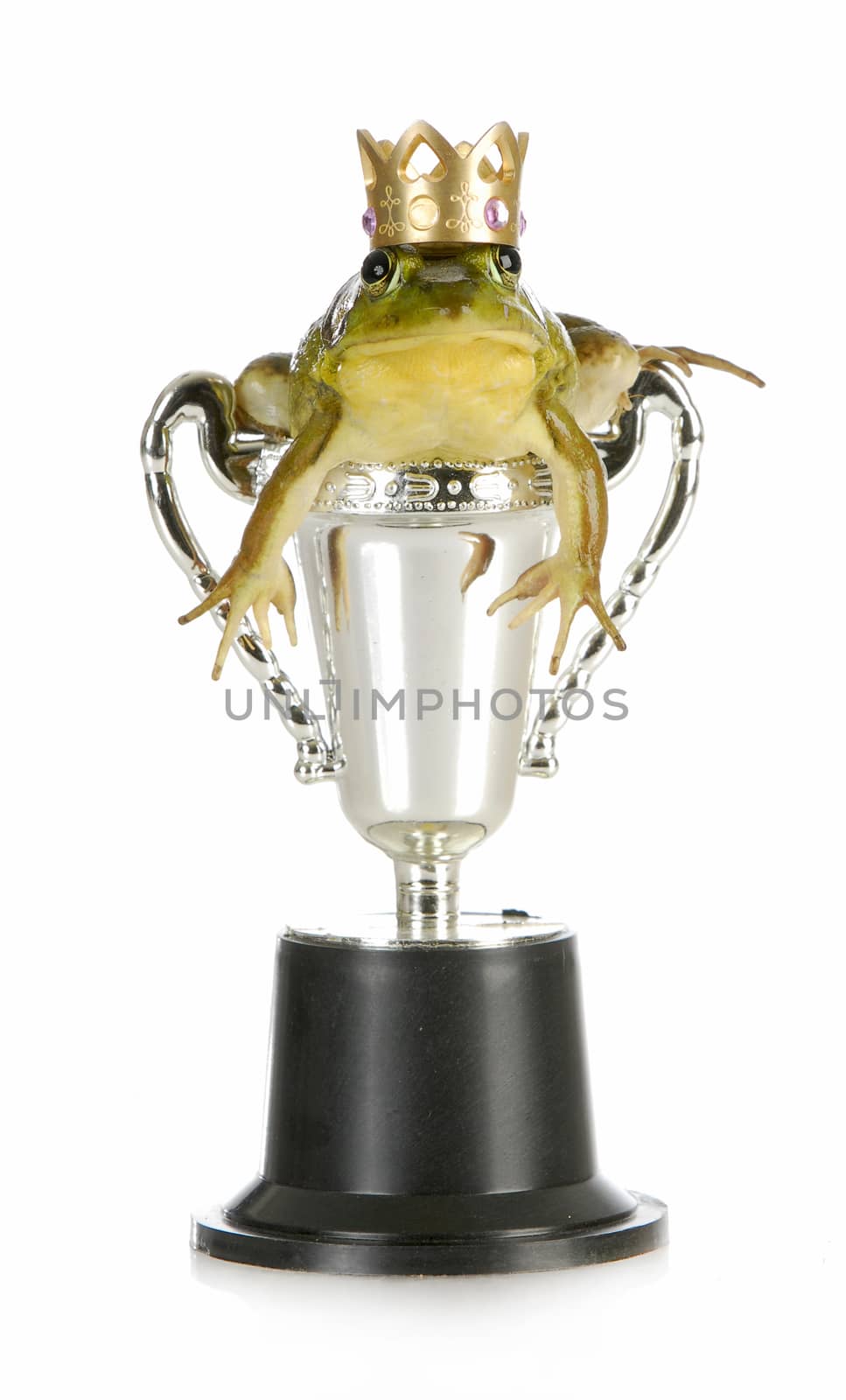 handsome prince - bullfrog in a trophy with a crown isolated on white background