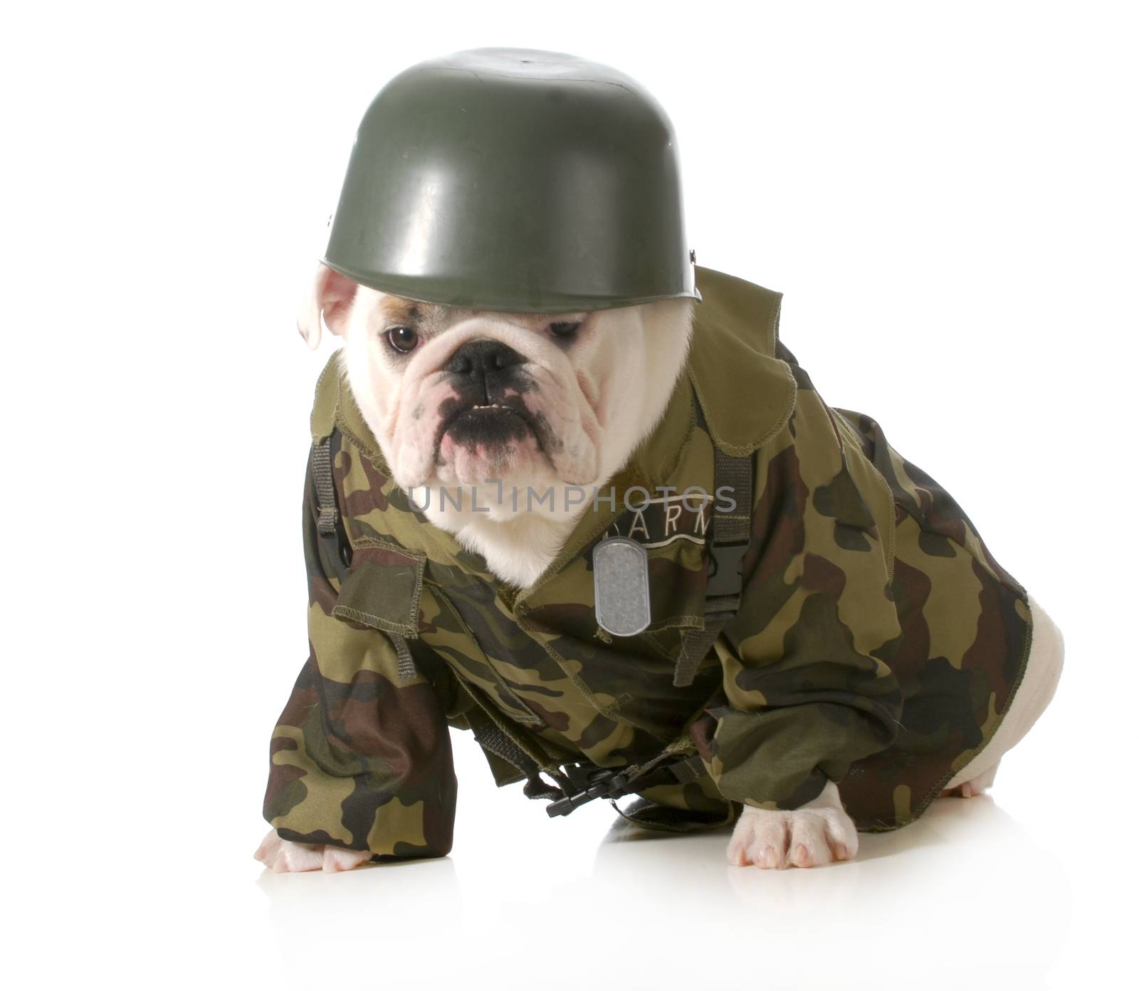 military dog - english bulldog wearing army fatigues or costume isolated on white background