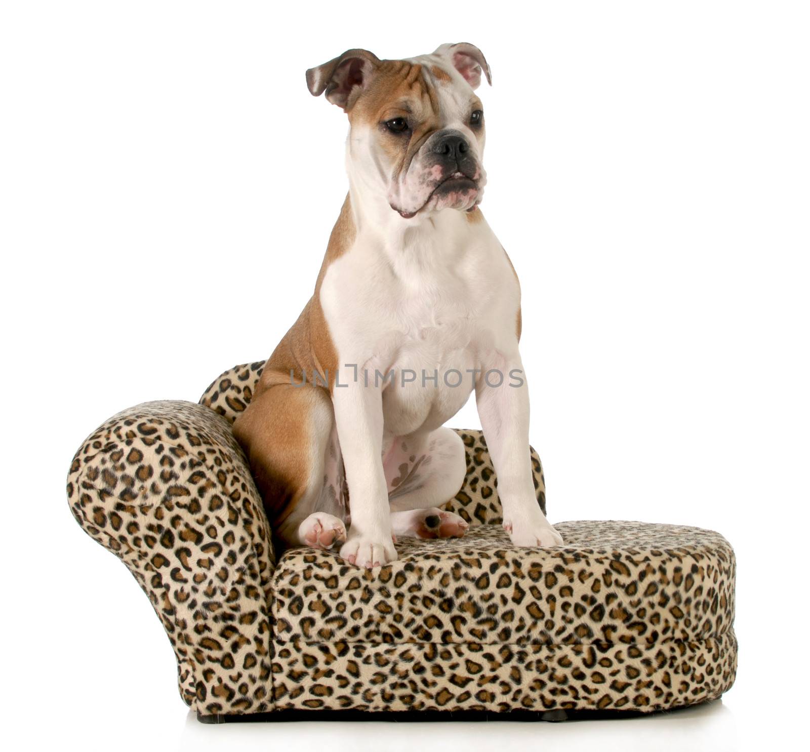 dog sitting on couch - english bulldog sitting on couch isolated on white background