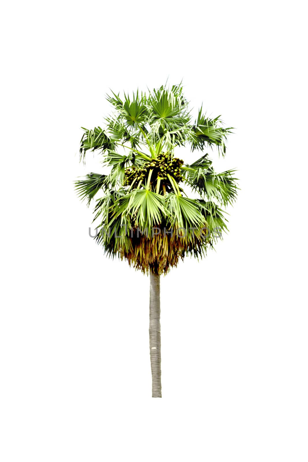 Sugar palm isolated on white background