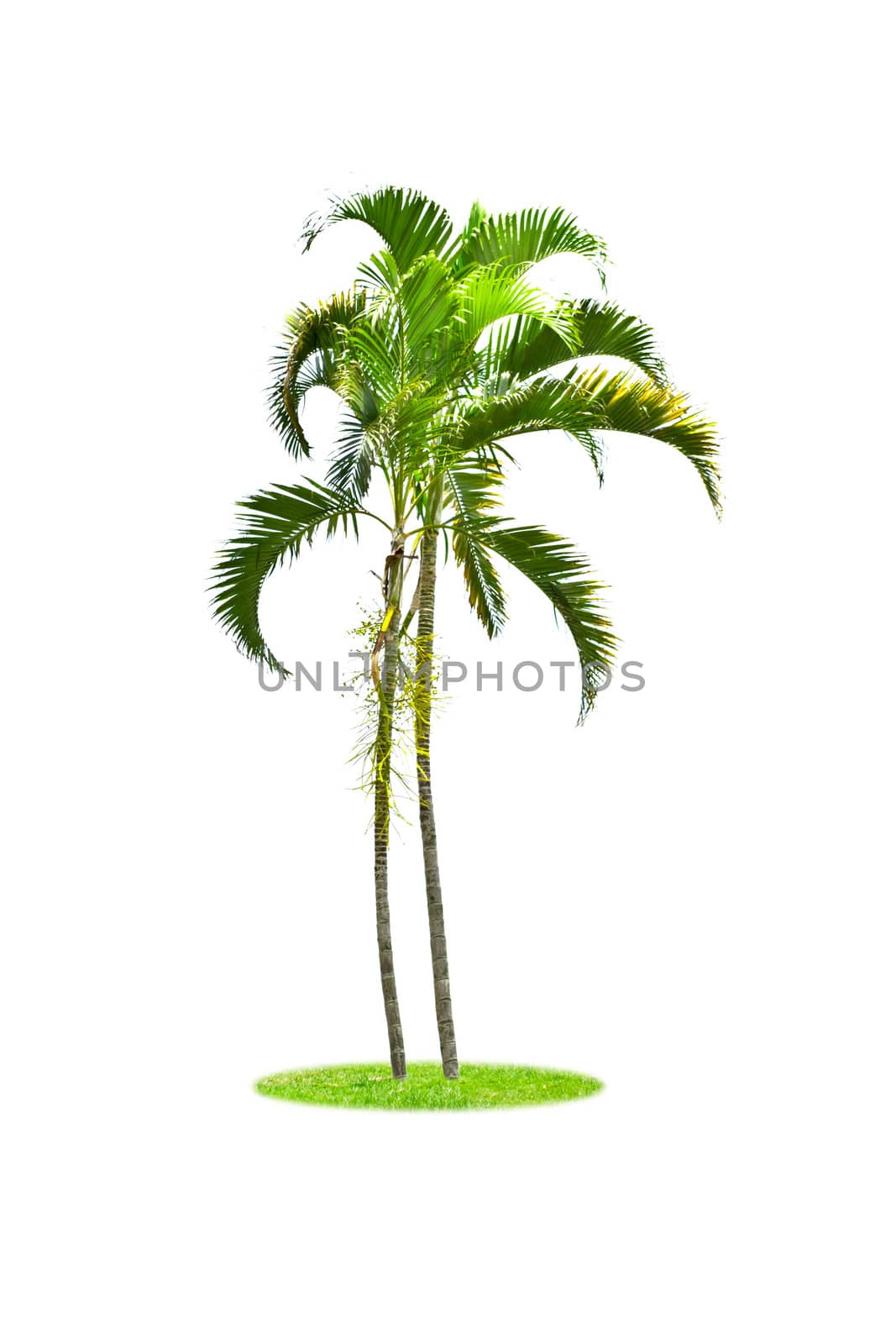 Palm isolated on white background