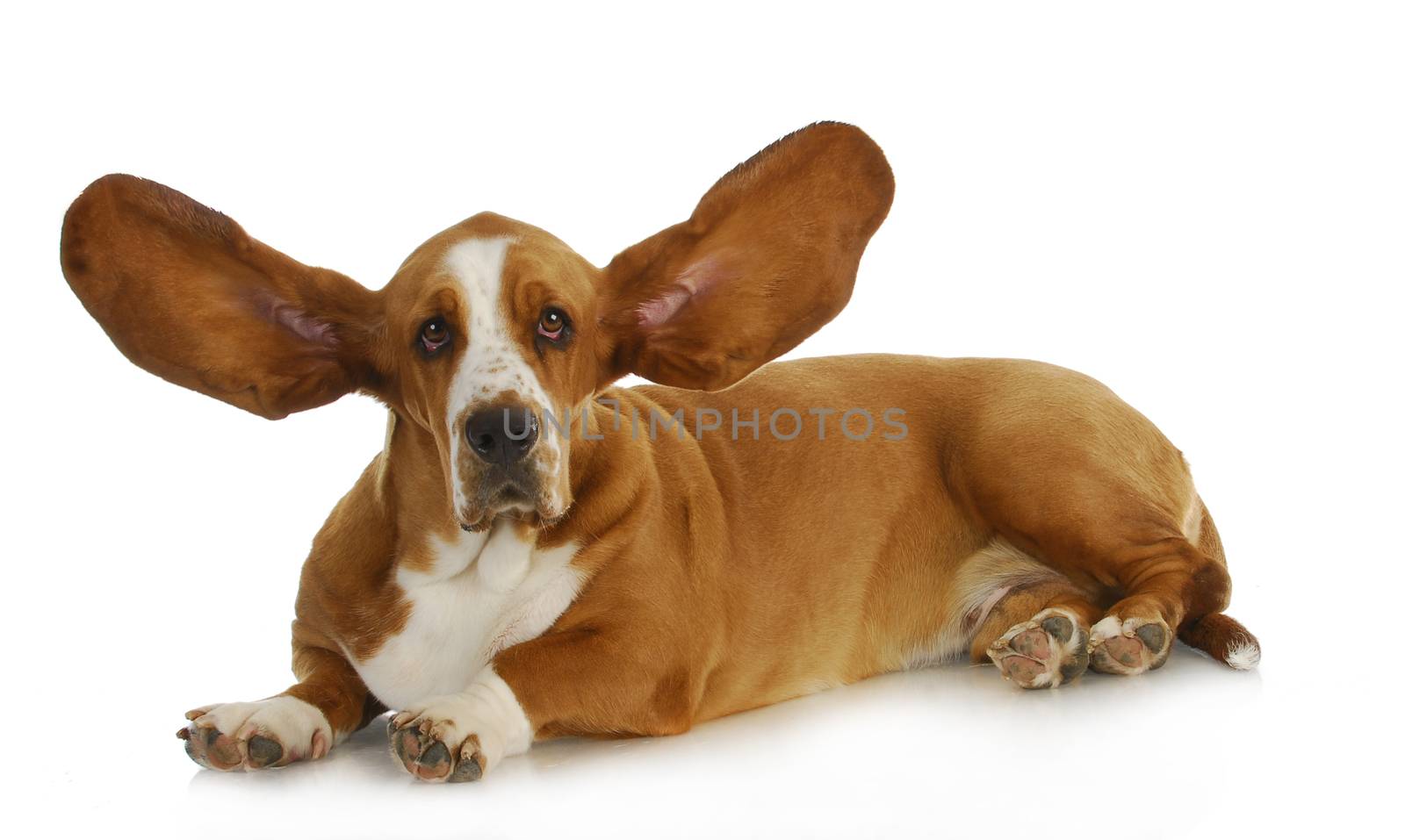 dog listening - basset hound with ears up listening