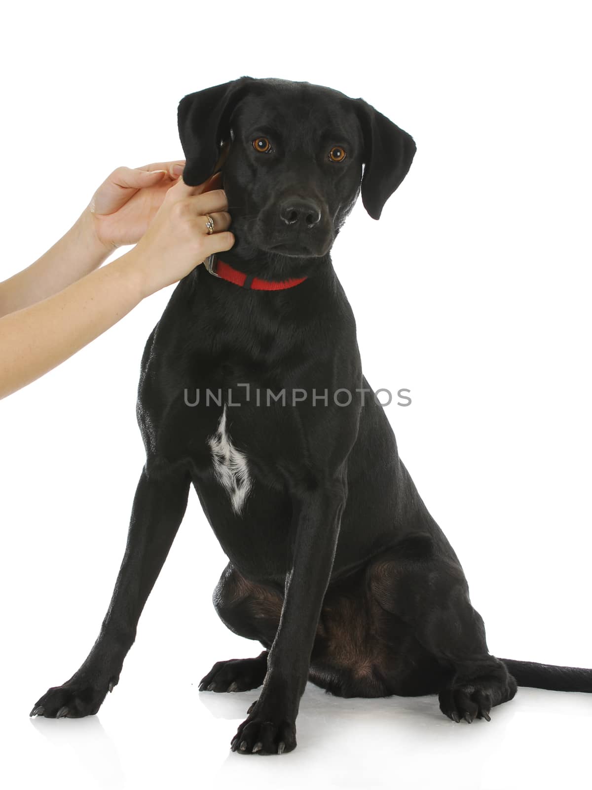 woman putting collar on black lab cross dog isolated on white background