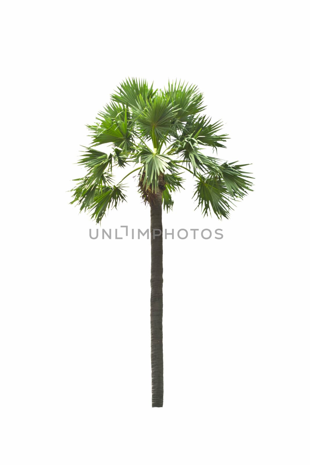 Sugar palm isolated on white background