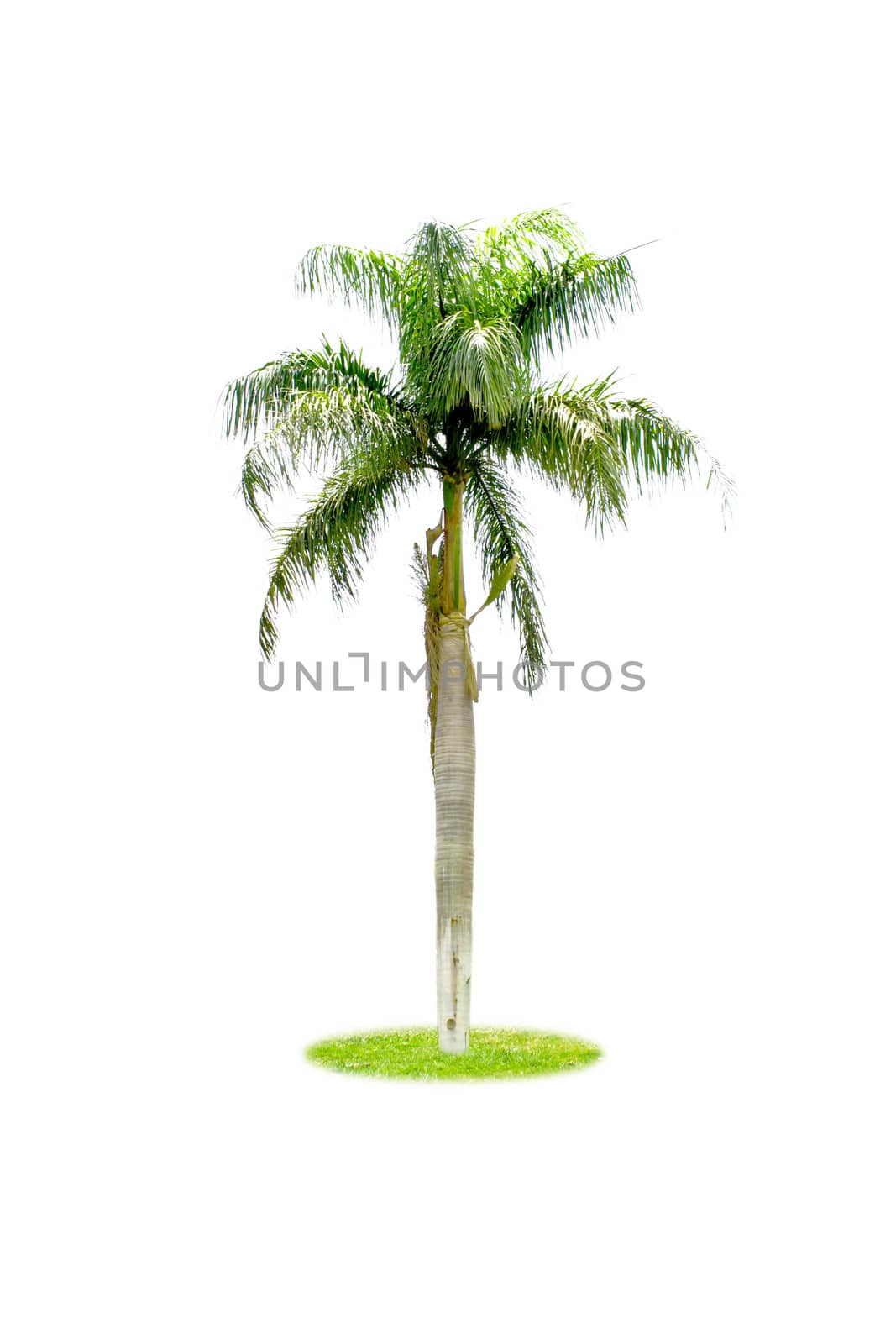 Palm isolated on white background