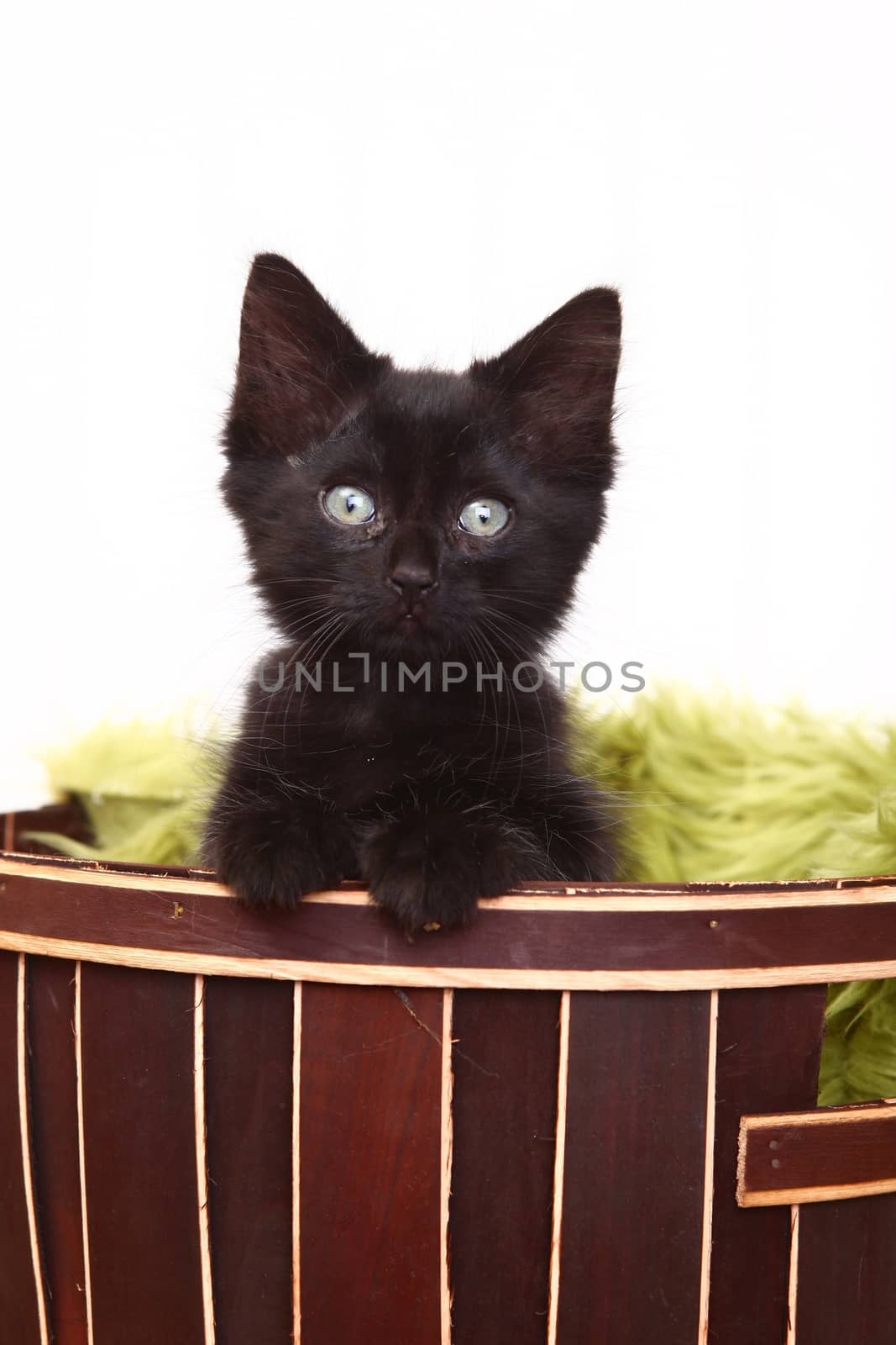 Curious Cute Kitten Inside a Basket on White by tobkatrina