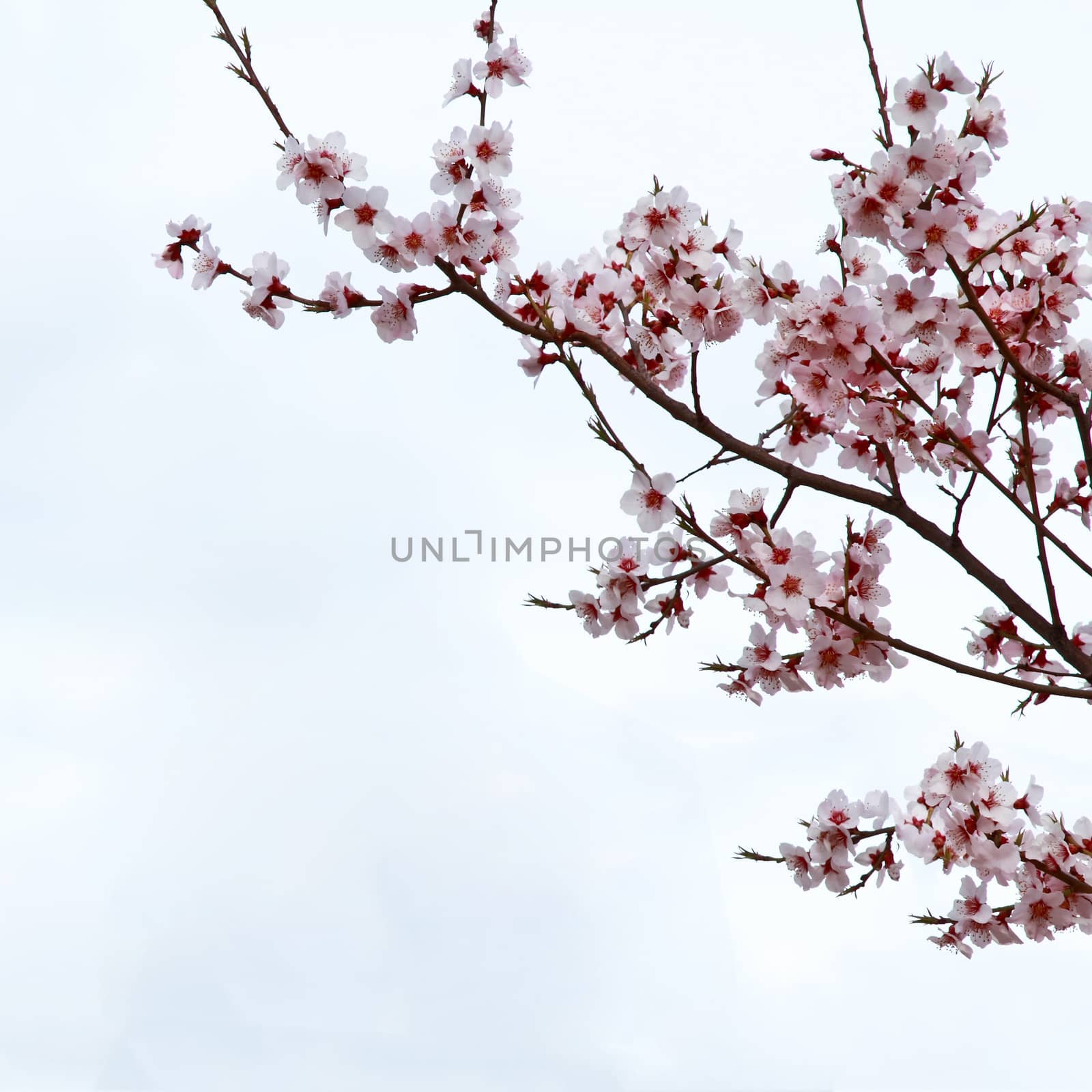 Branch sakura by liewluck