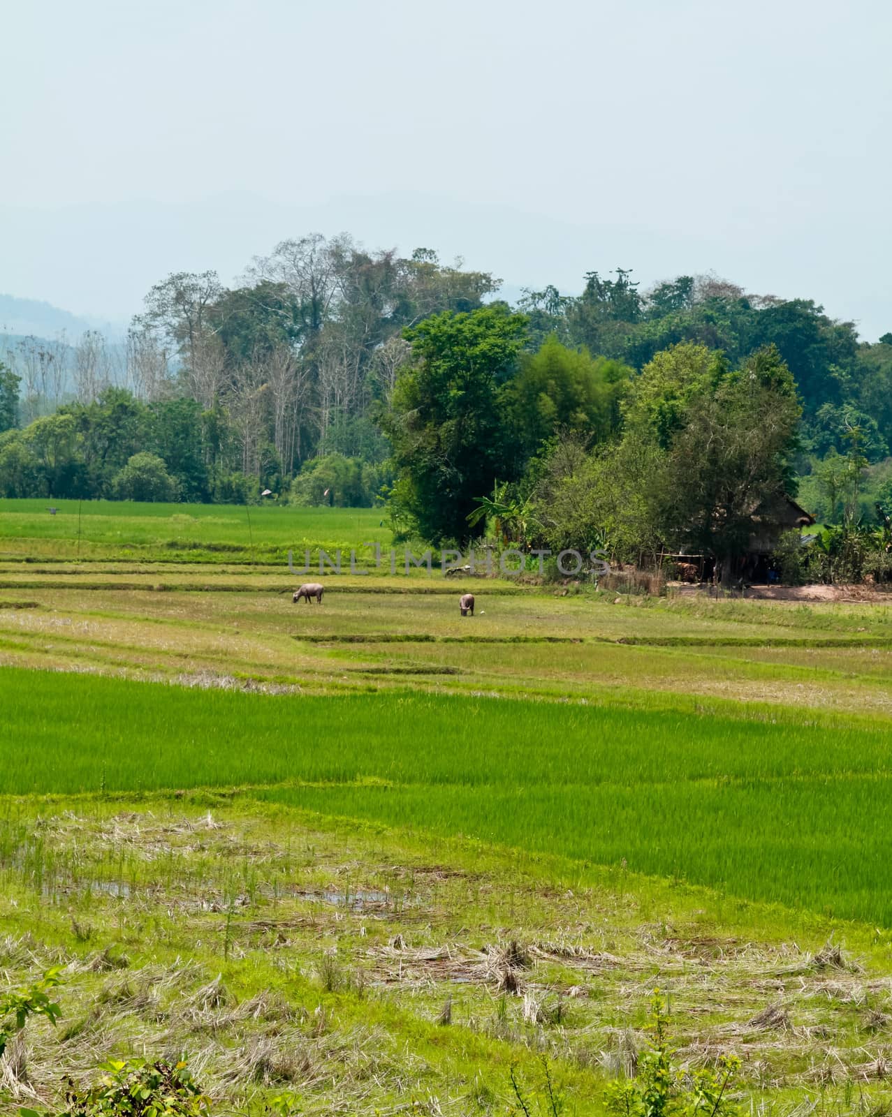 Rice field with buffalo and cottage in countryside