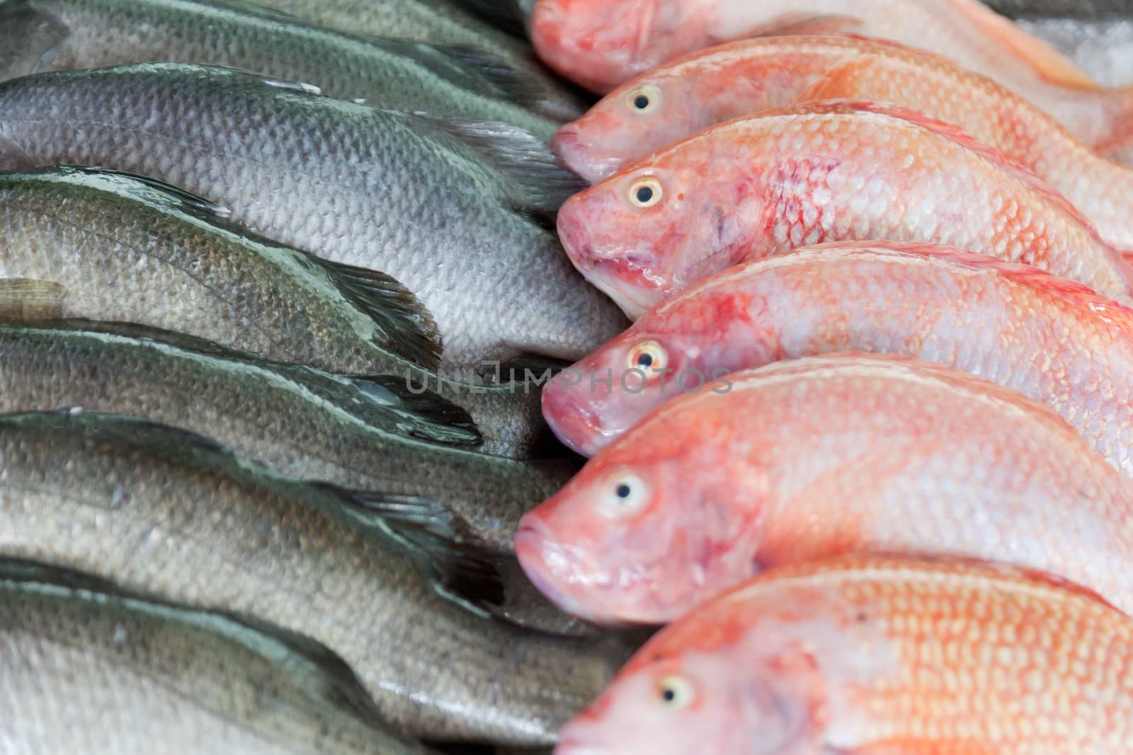 Fresh-caught sea fish on a counter in the fish market