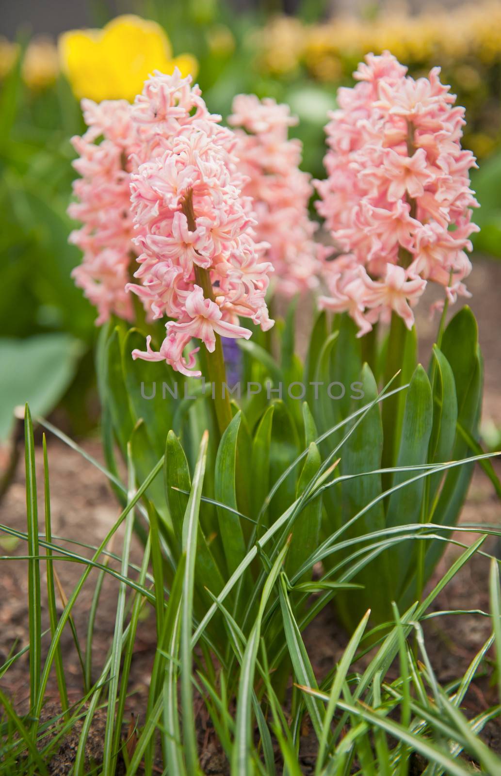 Pink hyacinth flower in bloom. Beautiful spring flora. 