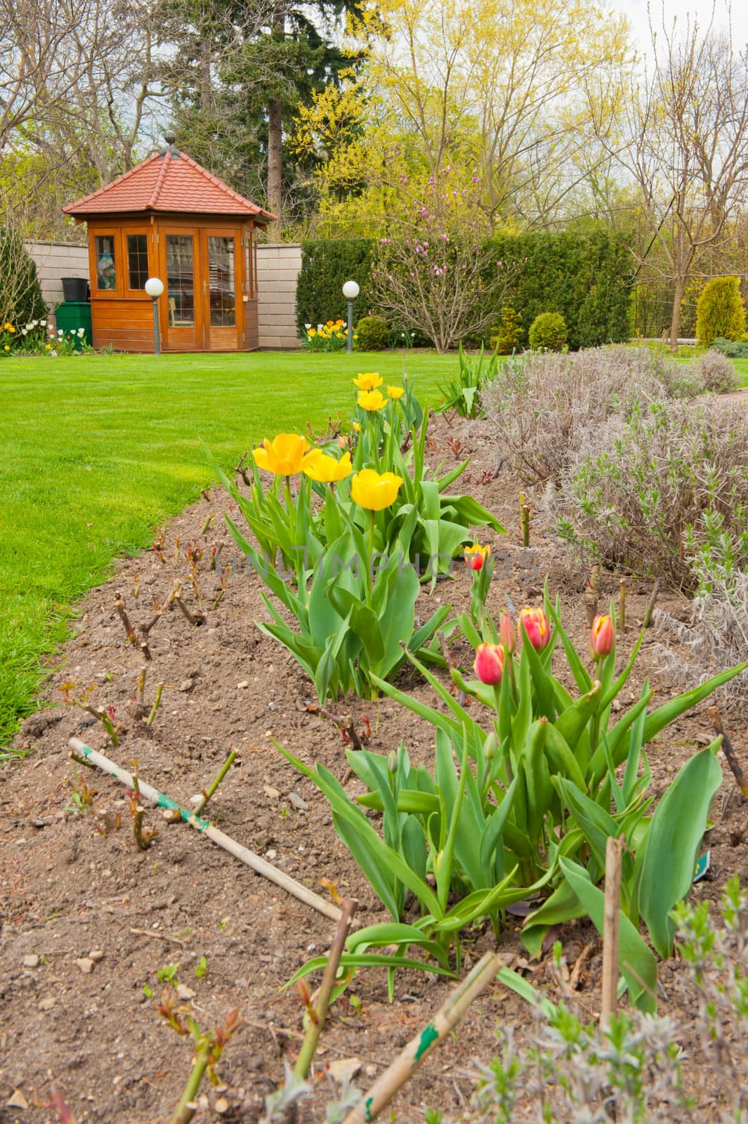 Garden with tulips and gazebo