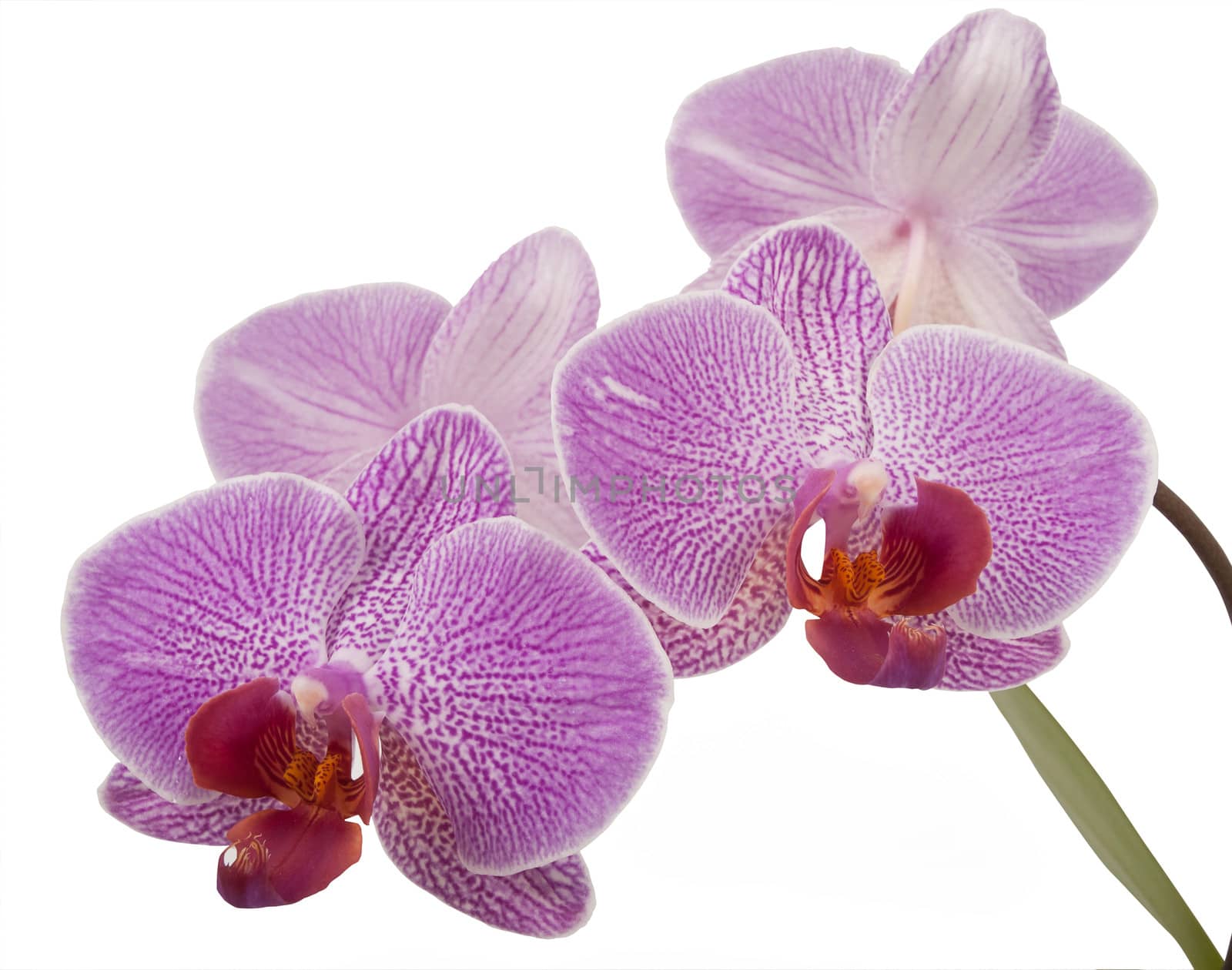 Phalaenopsis orchid by sewer12