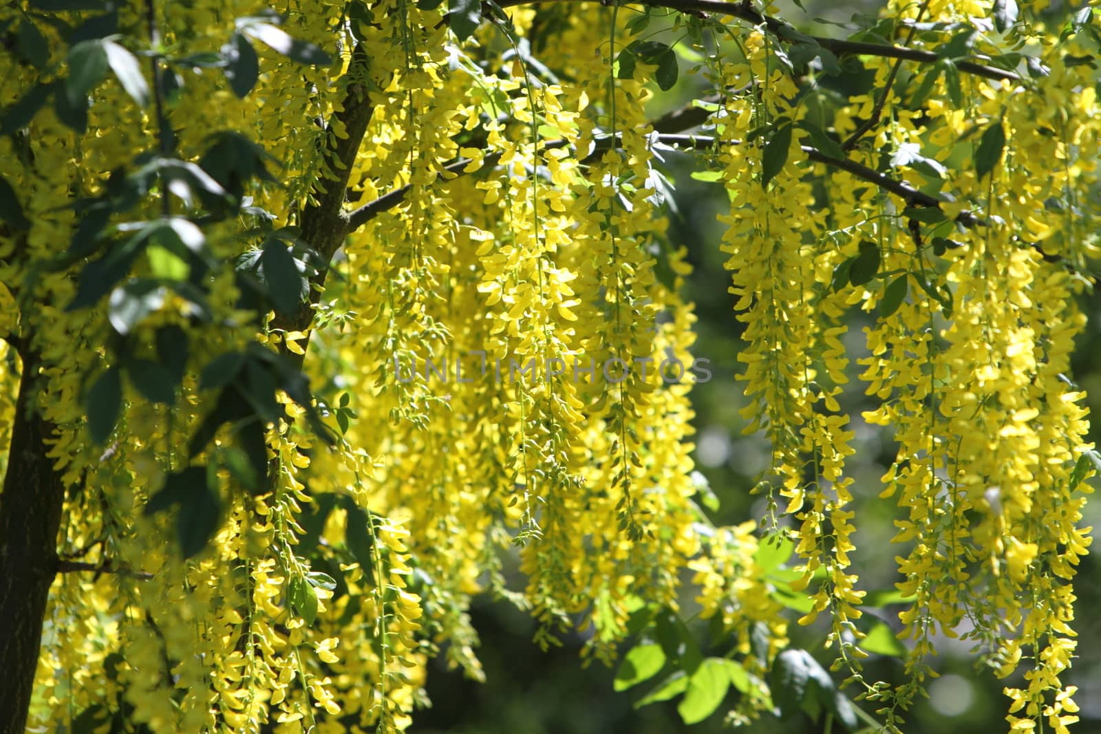 Backlit laburnum by mitzy