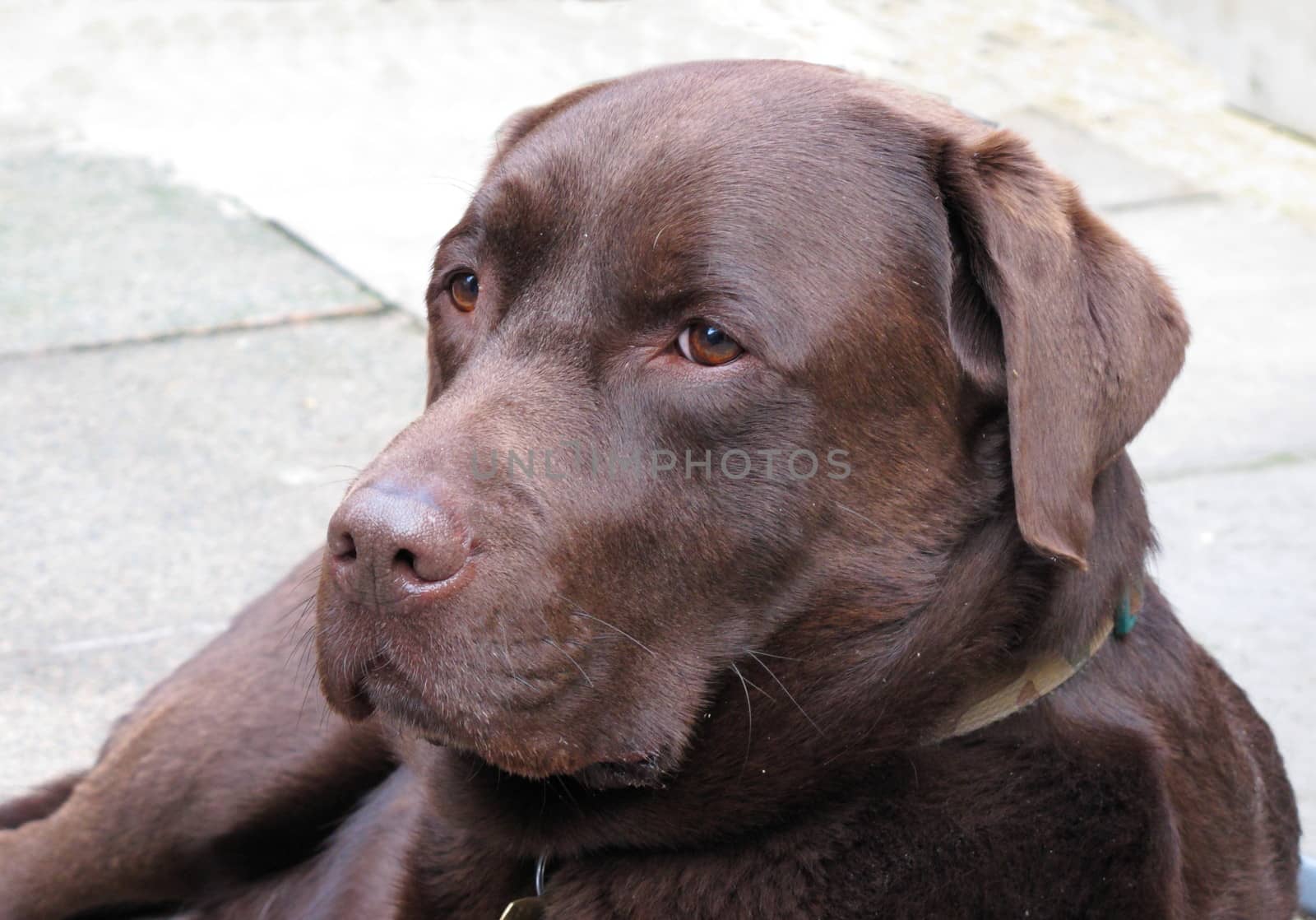 chocolate labrador
