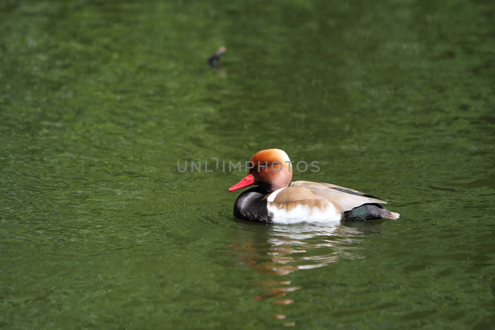 Red Crested Pochard