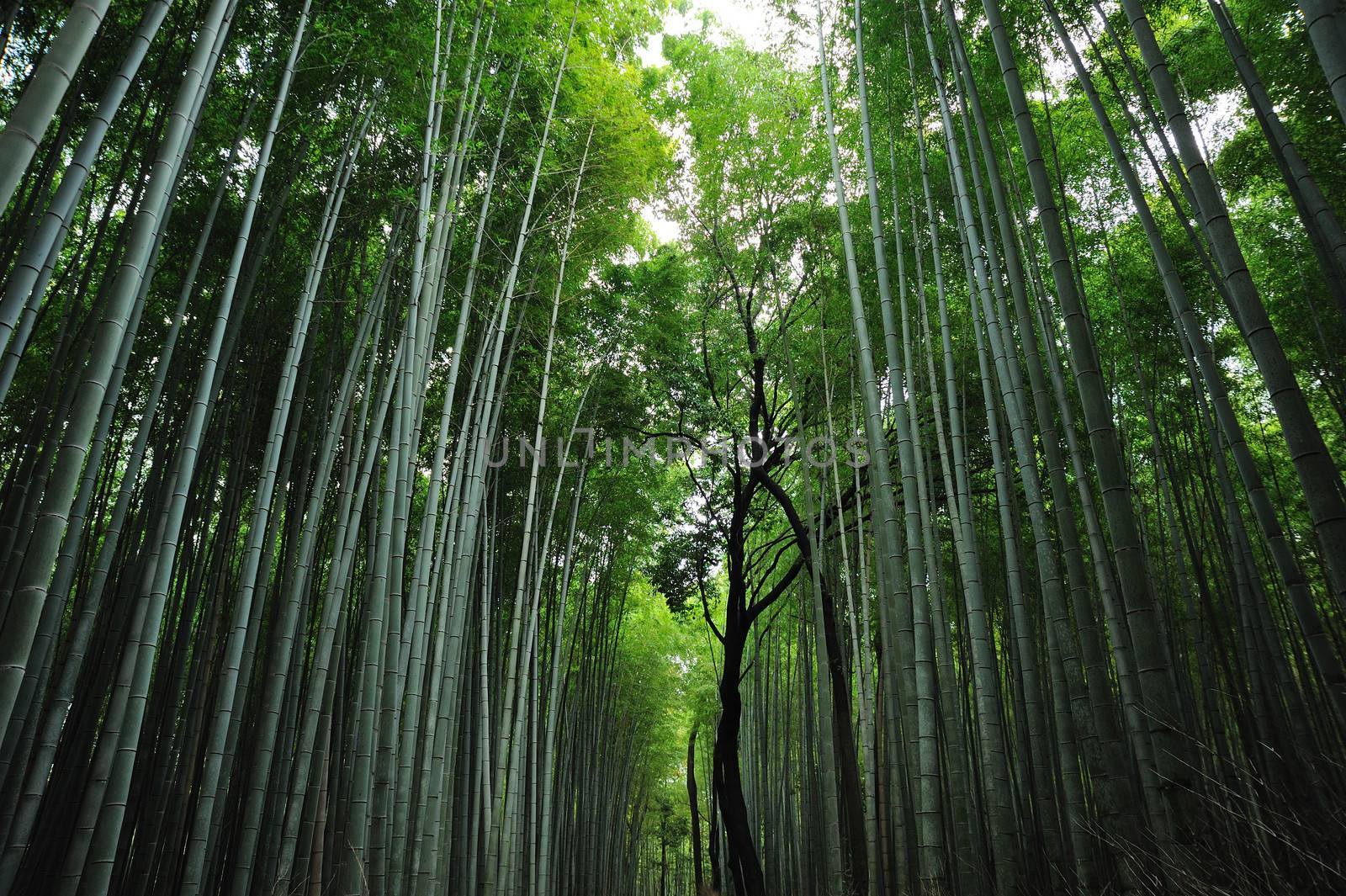 Asian Bamboo Forest by letoakin