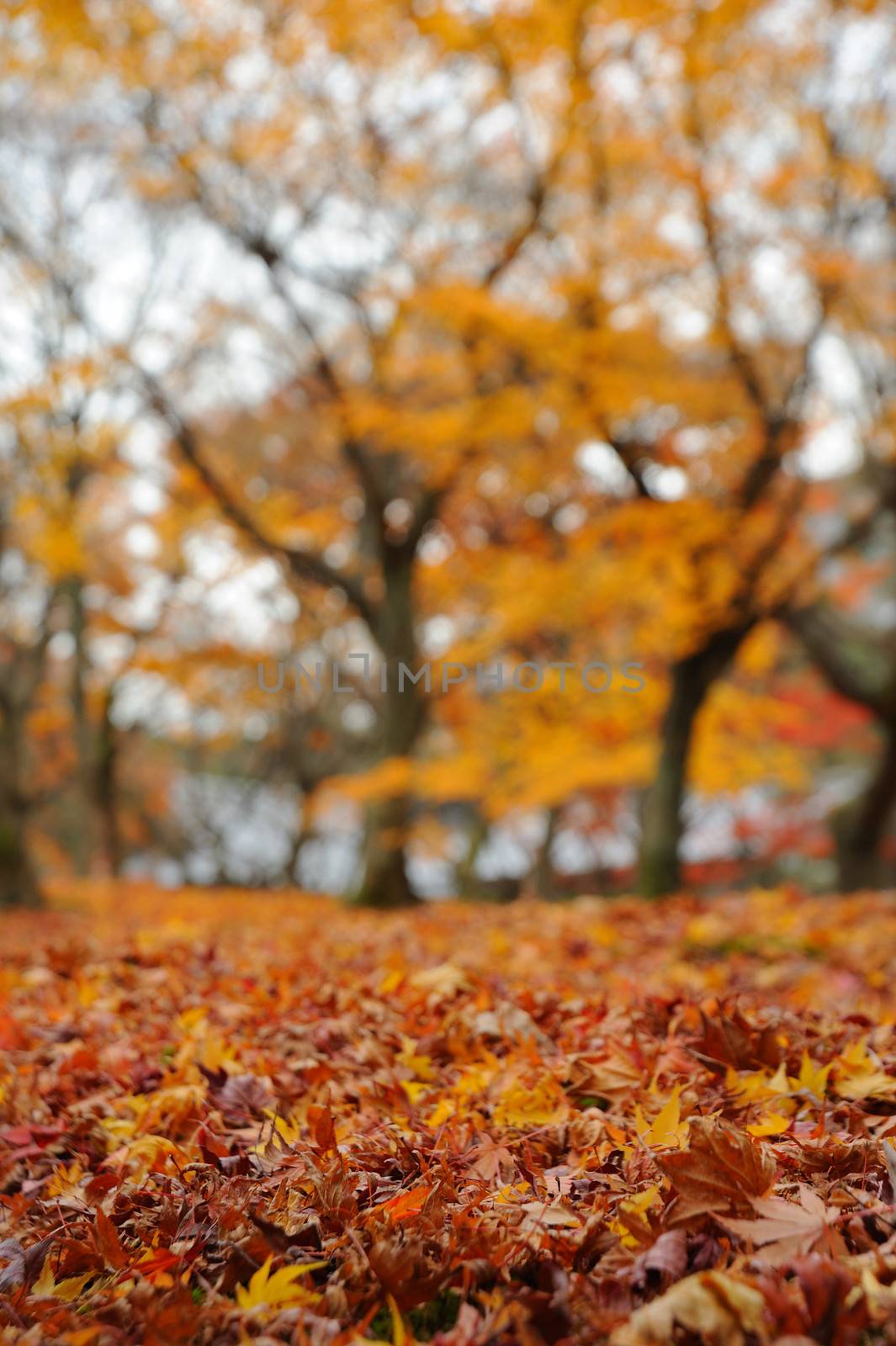 Autumn Leaves