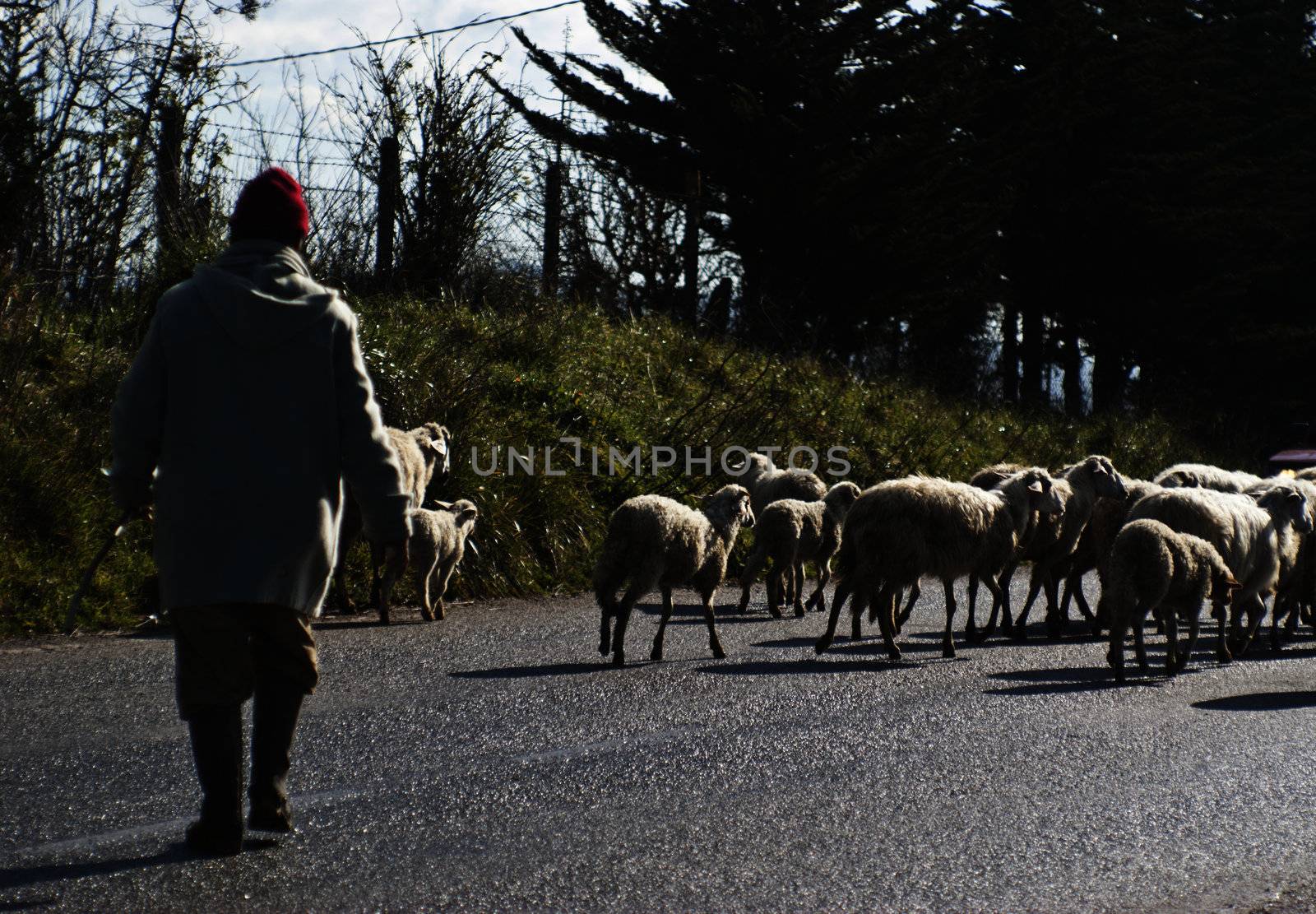 Shepherd with his sheeps on rural road