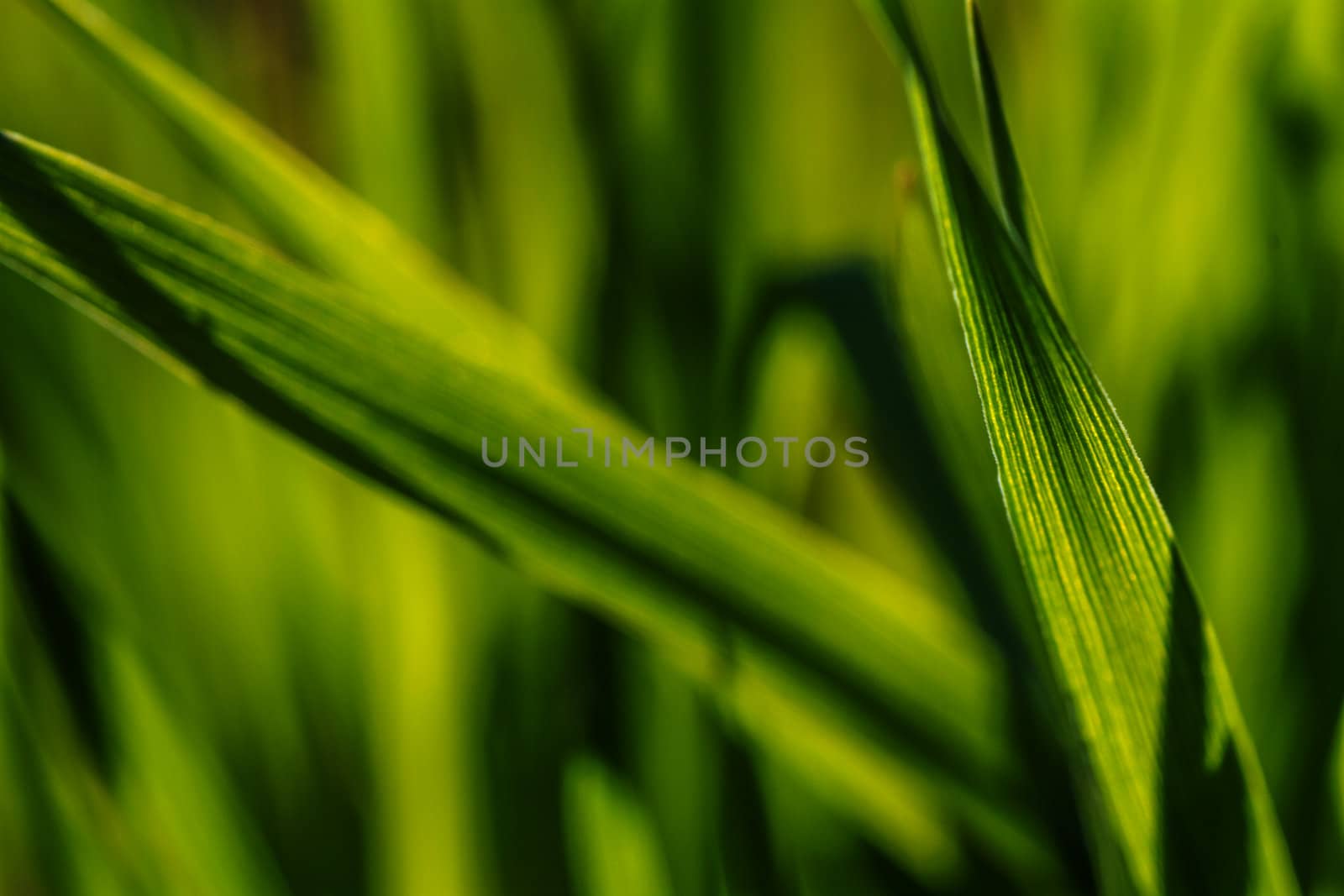 A beam of green grass up close in high resolution